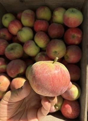 APPLE1-708997108fccce7b.jpg
