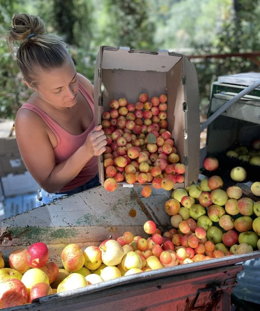 philo apple farm harvest.jpeg
