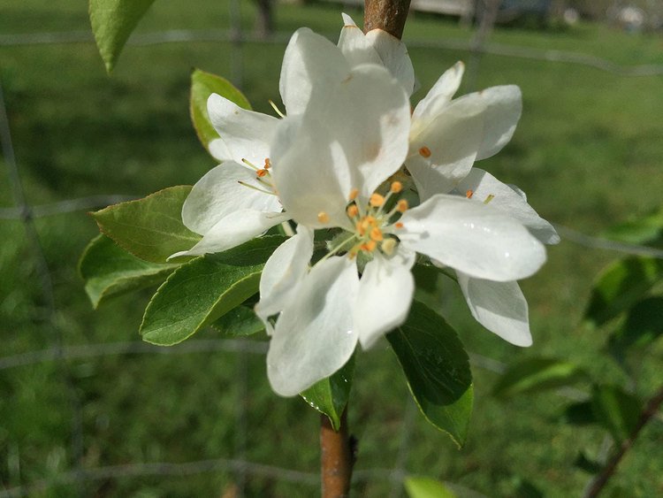 DOLGOLD CRABAPPLES FLOWER