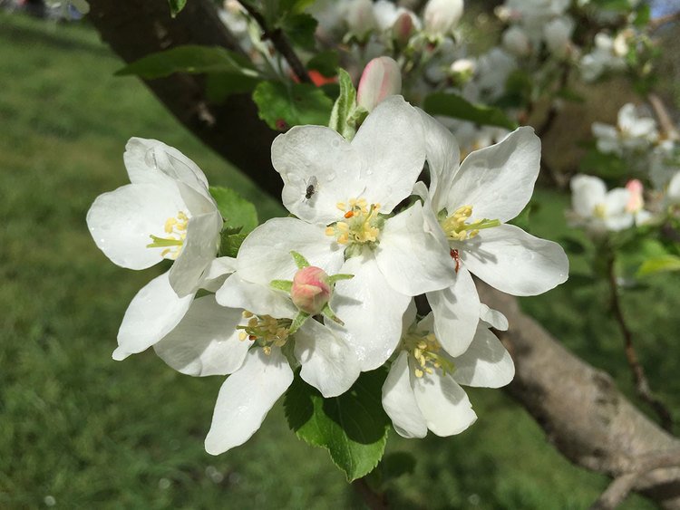 RED CRABAPPLES FLOWER