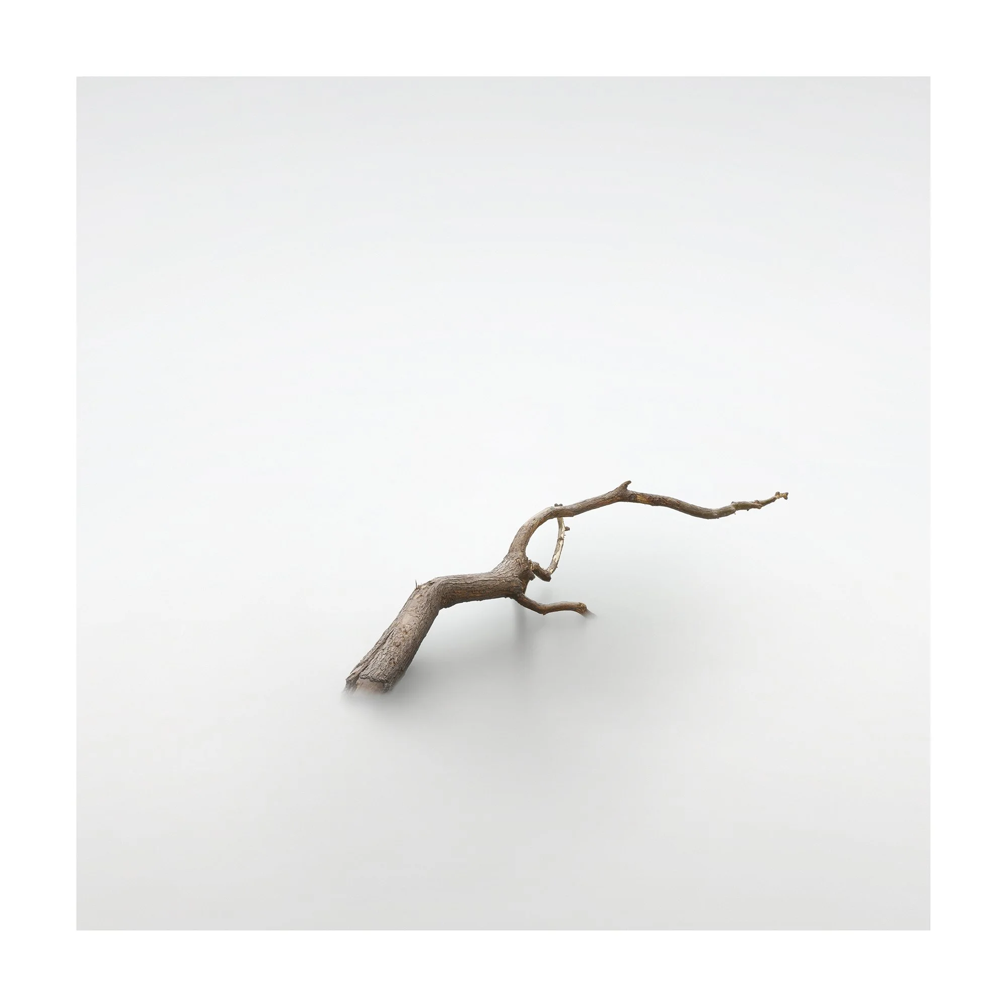 Burnham Tree by Martin Annand