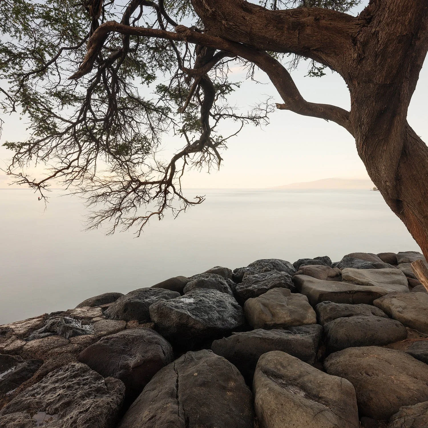 IMMOVABLE MIND.1500PX.jpg