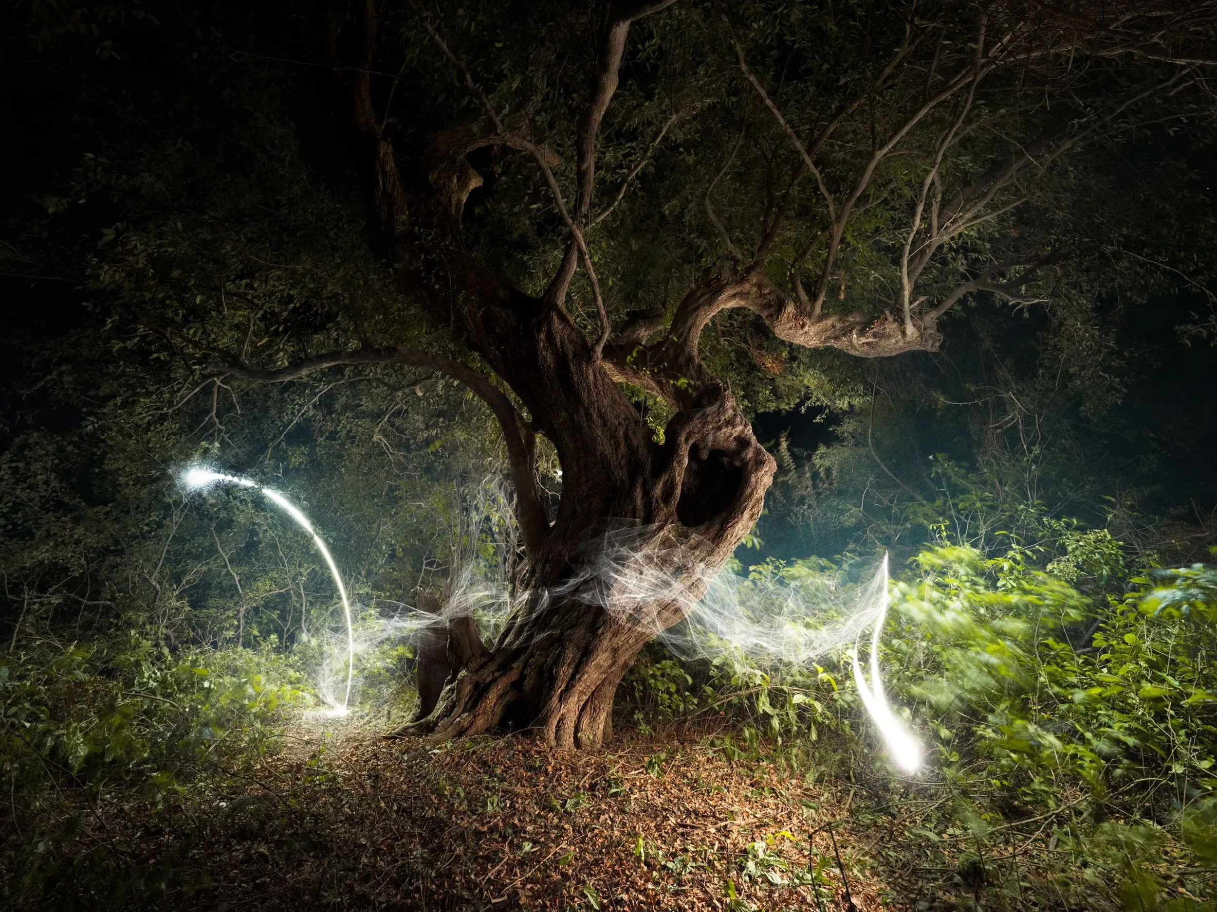 REUBEN-WU-OSCILLATIONS-TREE-AND-LIGHT.2500PX.jpg