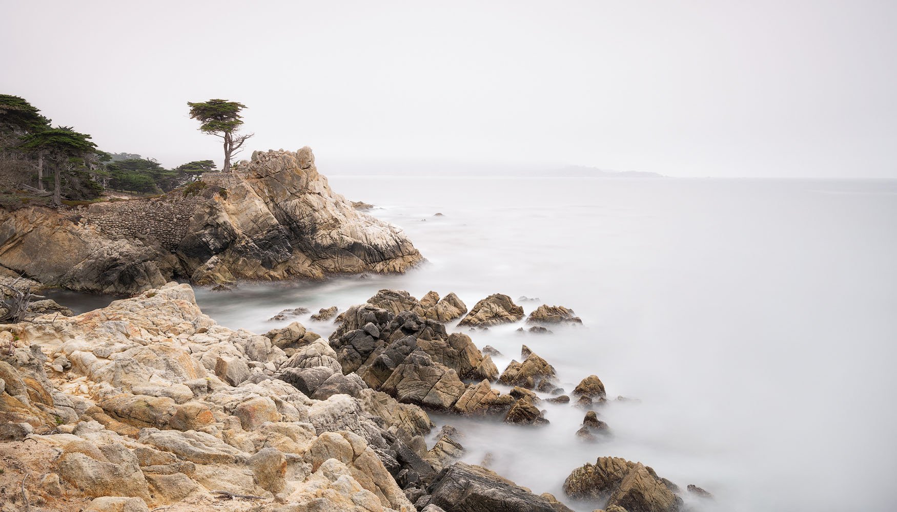 LONE CYPRESS.1750PX.jpg
