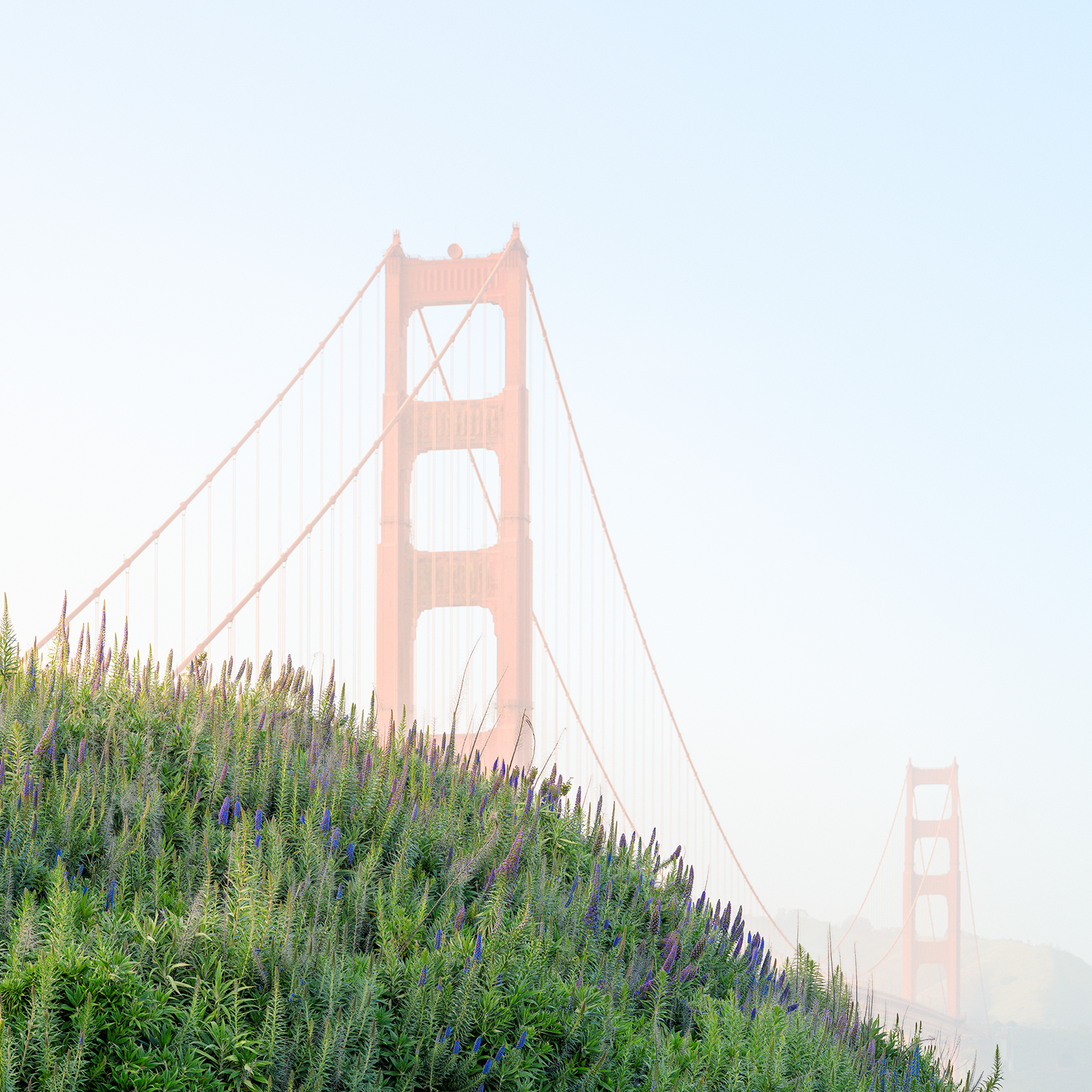 The San Francisco Golden Gate bridge rising above a bed of blooming flowers on a hazy day.