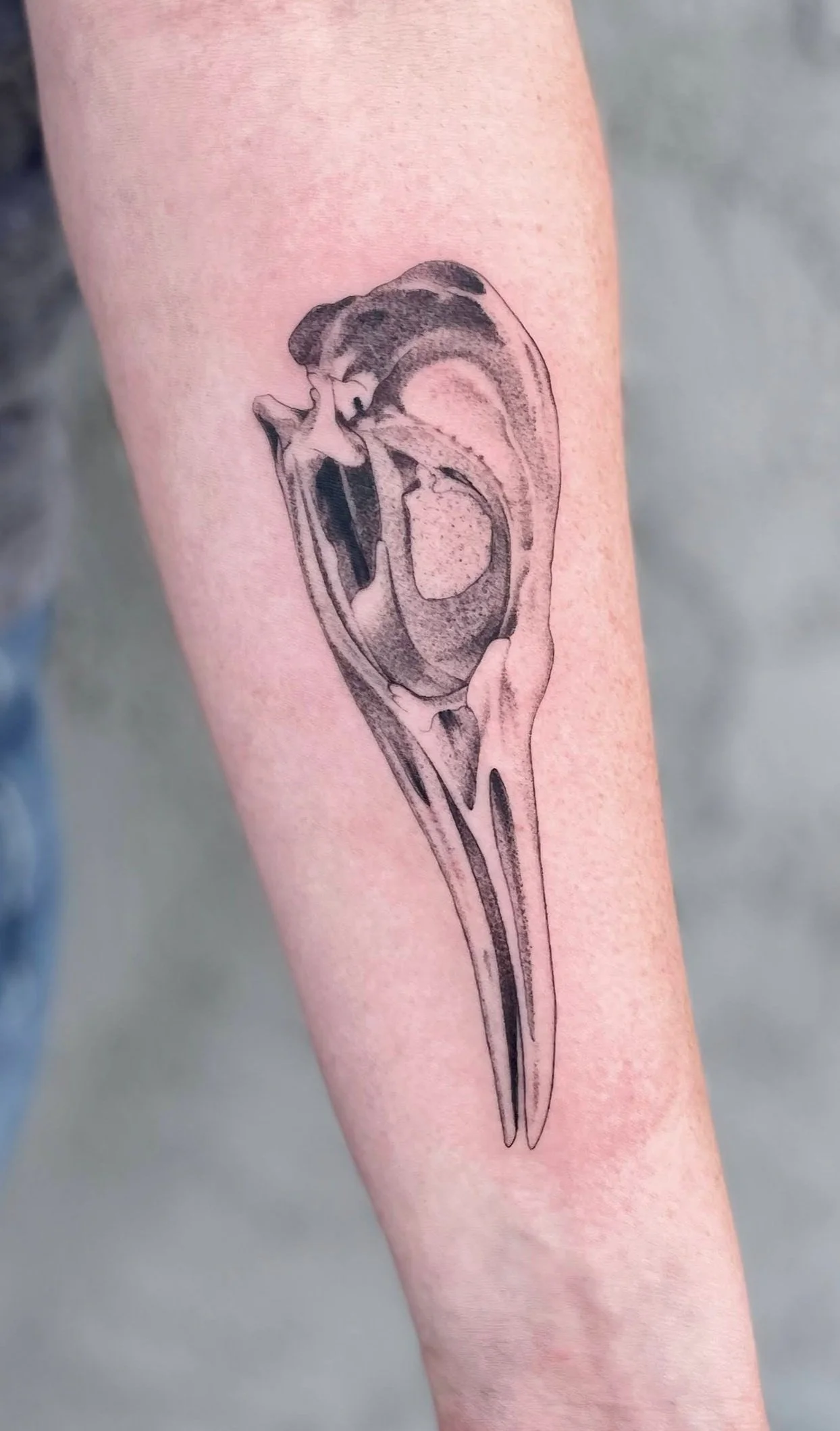 Tattoo of a bird skull on person's arm, depicted in a realistic black and gray style.