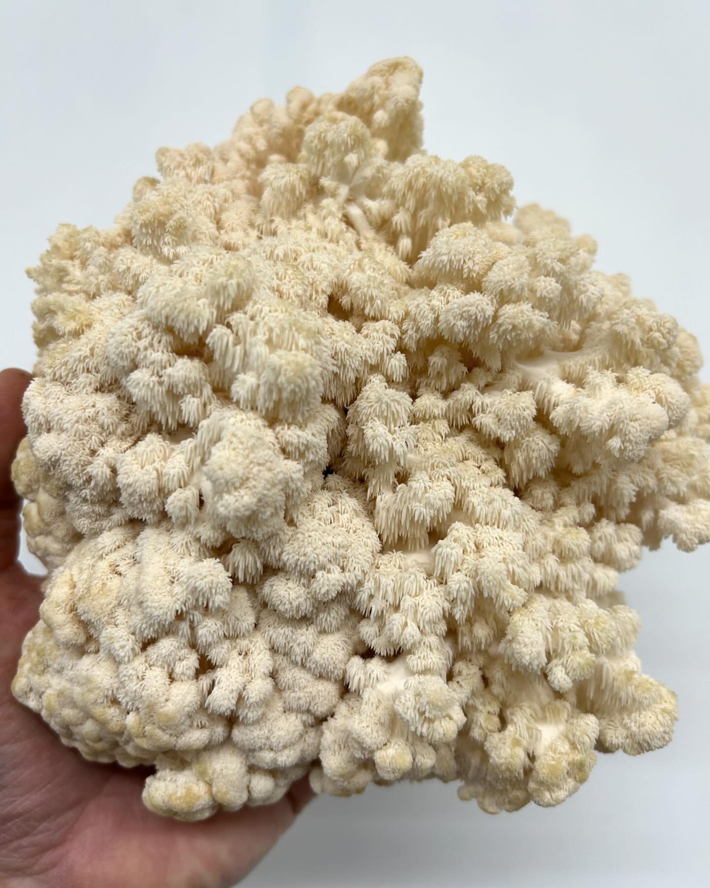 This weeks subscribers received a half pound of Comb Tooth, a quarter pound of Chestnut mushrooms and a quarter pound of Black Pearl King Oysters. 
Go to TheHappyMushroom.com to sign up today!
$20 value of mushrooms weekly or biweekly.