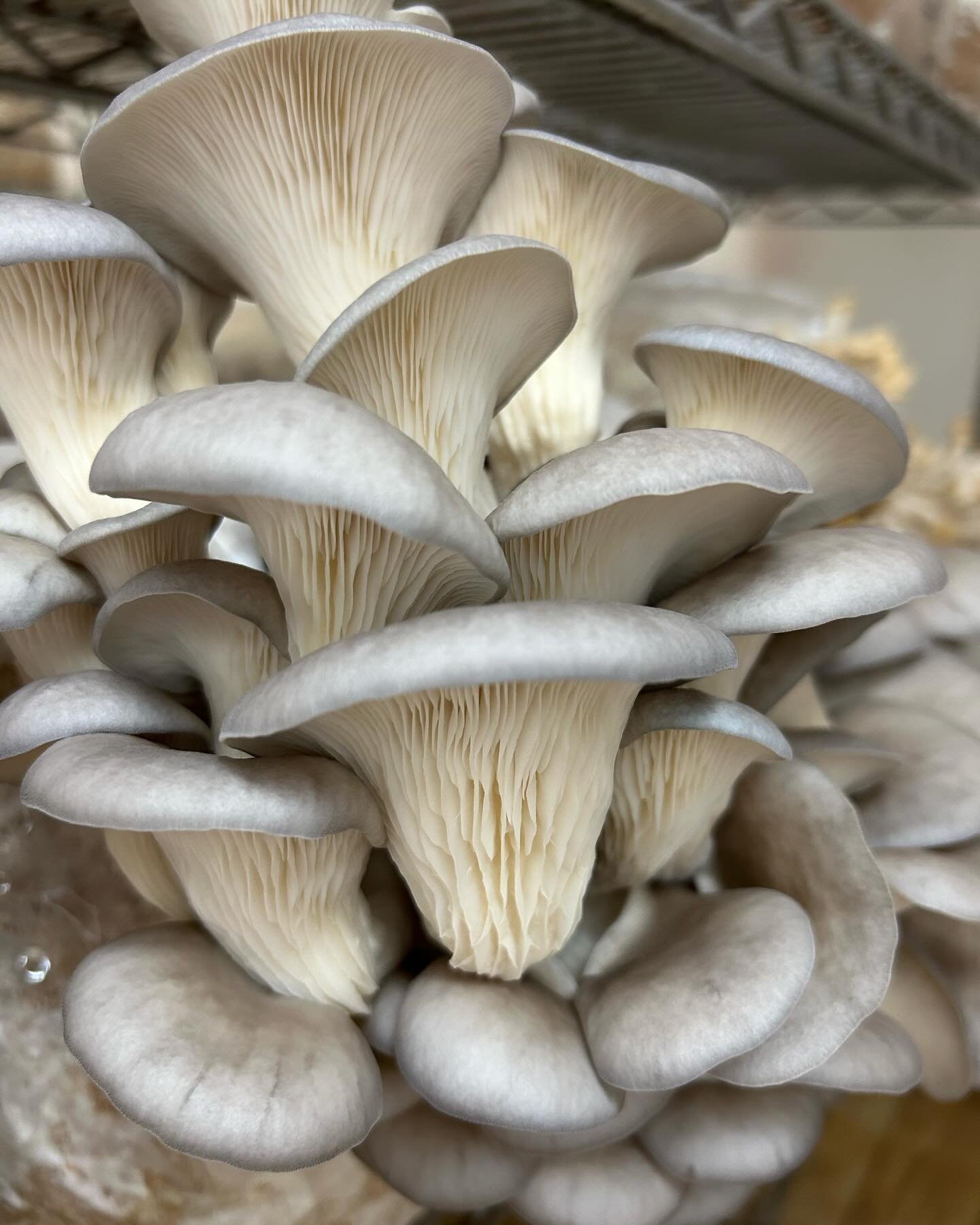 I&rsquo;m going to offer 25% discount on all Oyster Mushroom sales tomorrow at the Monday Market at Organic Oasis 4-7.30!!!!!
Come along and get some mushrooms and enter the raffle to win a $100 value prize. 
I&rsquo;ll have a few pounds of Lions Man
