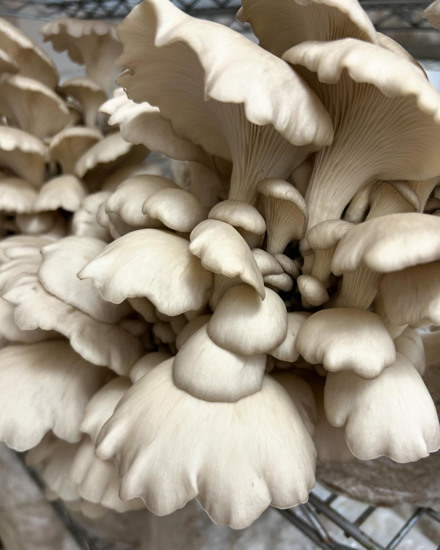Welcomed an old friend back to the grow room this week - the Rocky Top Oyster mushroom. 
Beautiful clusters of mushrooms that develop a ruffled edge as they mature. 
Subscribers receive some Rocky as well as Comb Tooth this week. 
More new varieties 