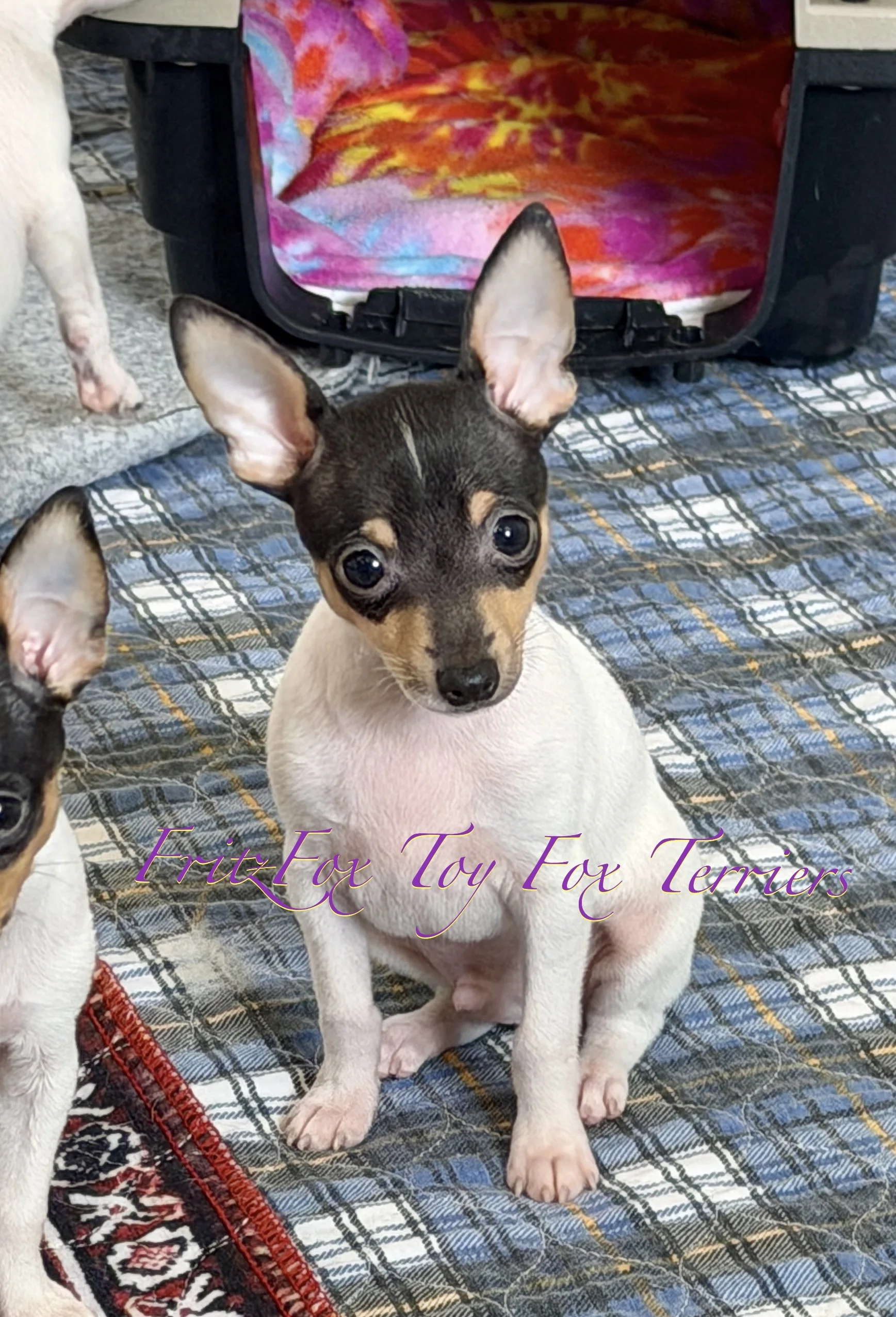 A small terrier puppy with large ears and a black and tan face, sitting on a plaid blanket with other puppies partially visible around it. There's a colorful blanket and crate in the background.