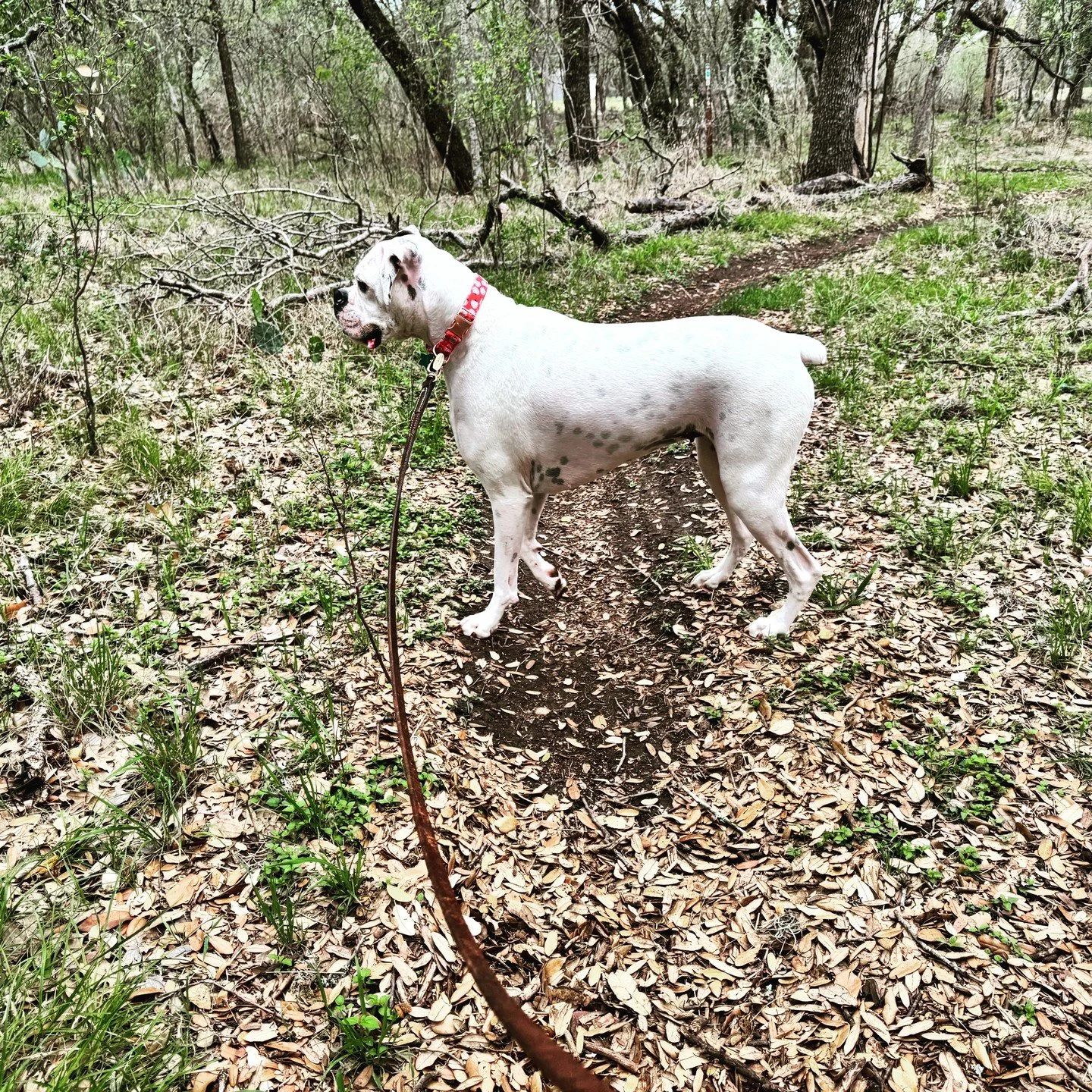 5:30am airport call gave way to a walk in the park. We&rsquo;re not mad about it. Gary the Pug was though. No photo of Gary as he was having a moment. Look at my Gertie staying in her own hula hoop while Gary was losing his damn mind. Well done, Gert