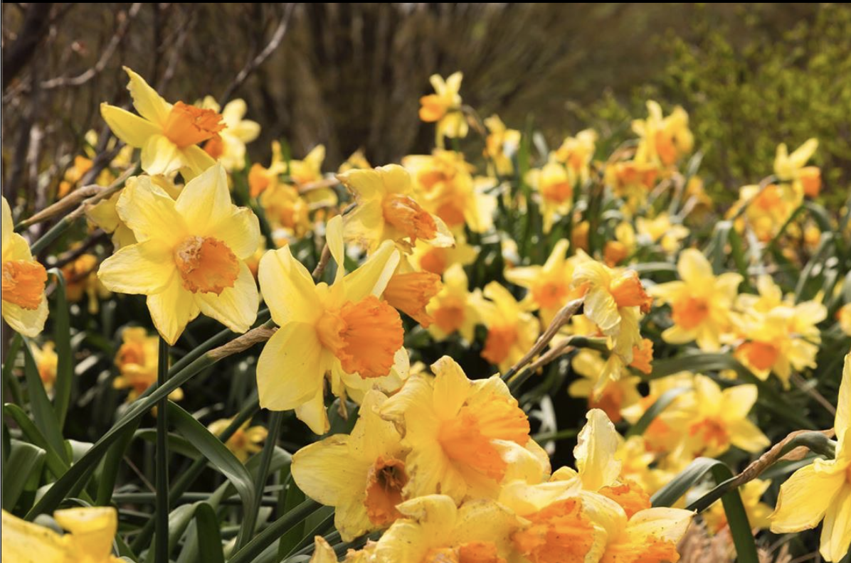 Screen Shot 2022-01-18 at 7.41.48 PM.png