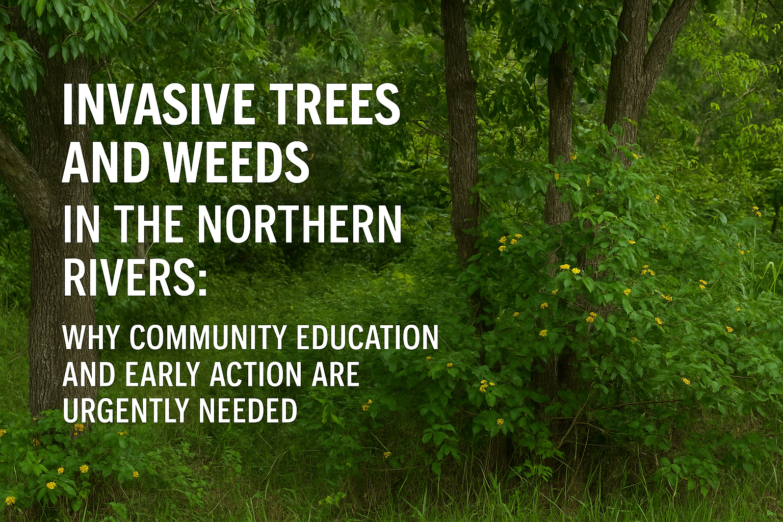 Invasive Trees and Weeds in the Northern Rivers: