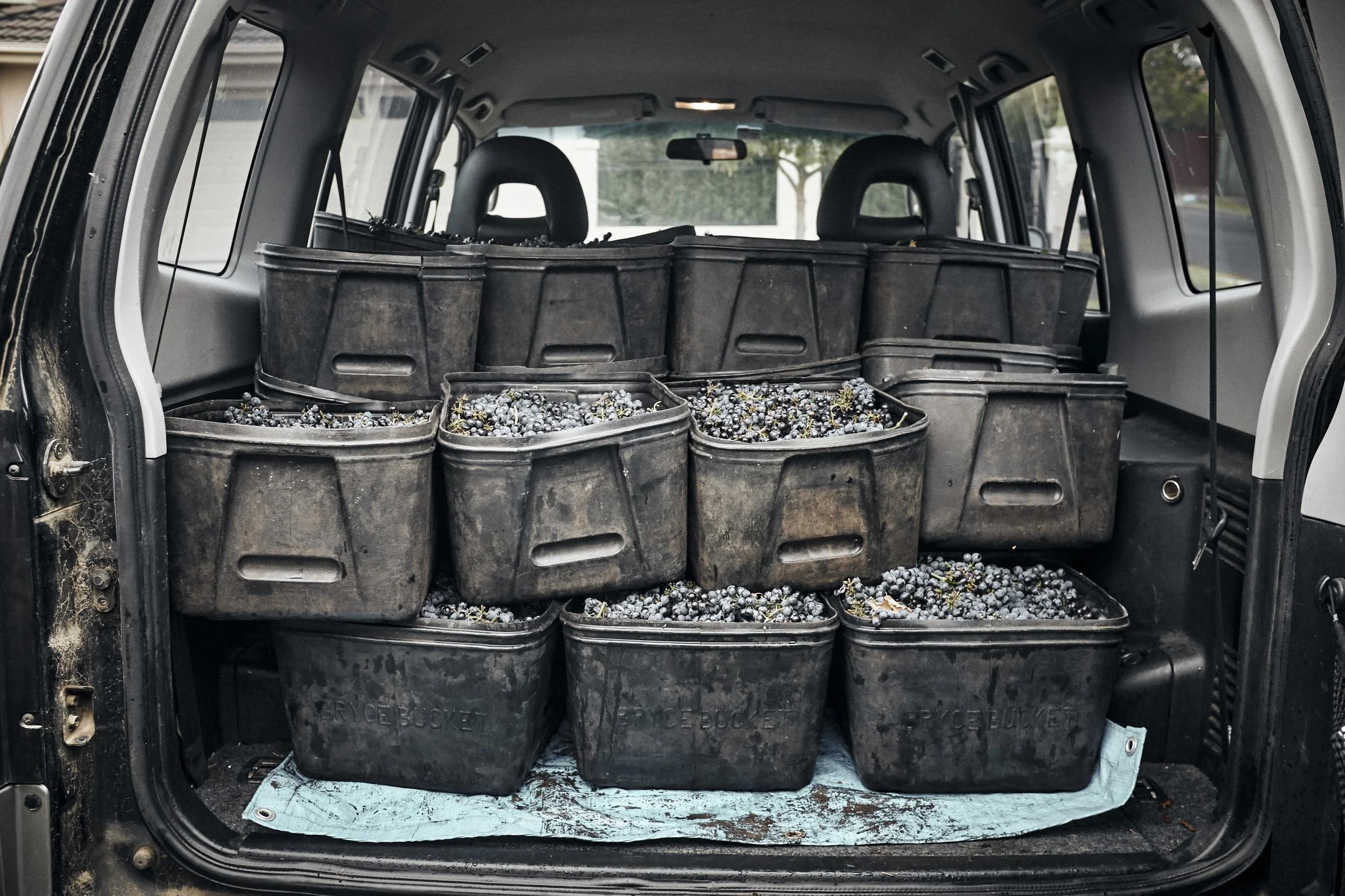 ISAMU-SAWA-ISP150407_Kooks-Wines_Harvest_1839.jpg