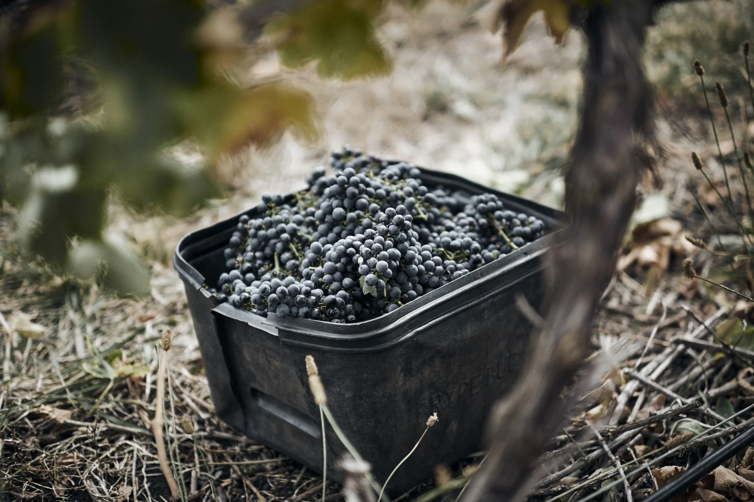 ISAMU-SAWA-ISP150407_Kooks-Wines_Harvest_1493.jpg