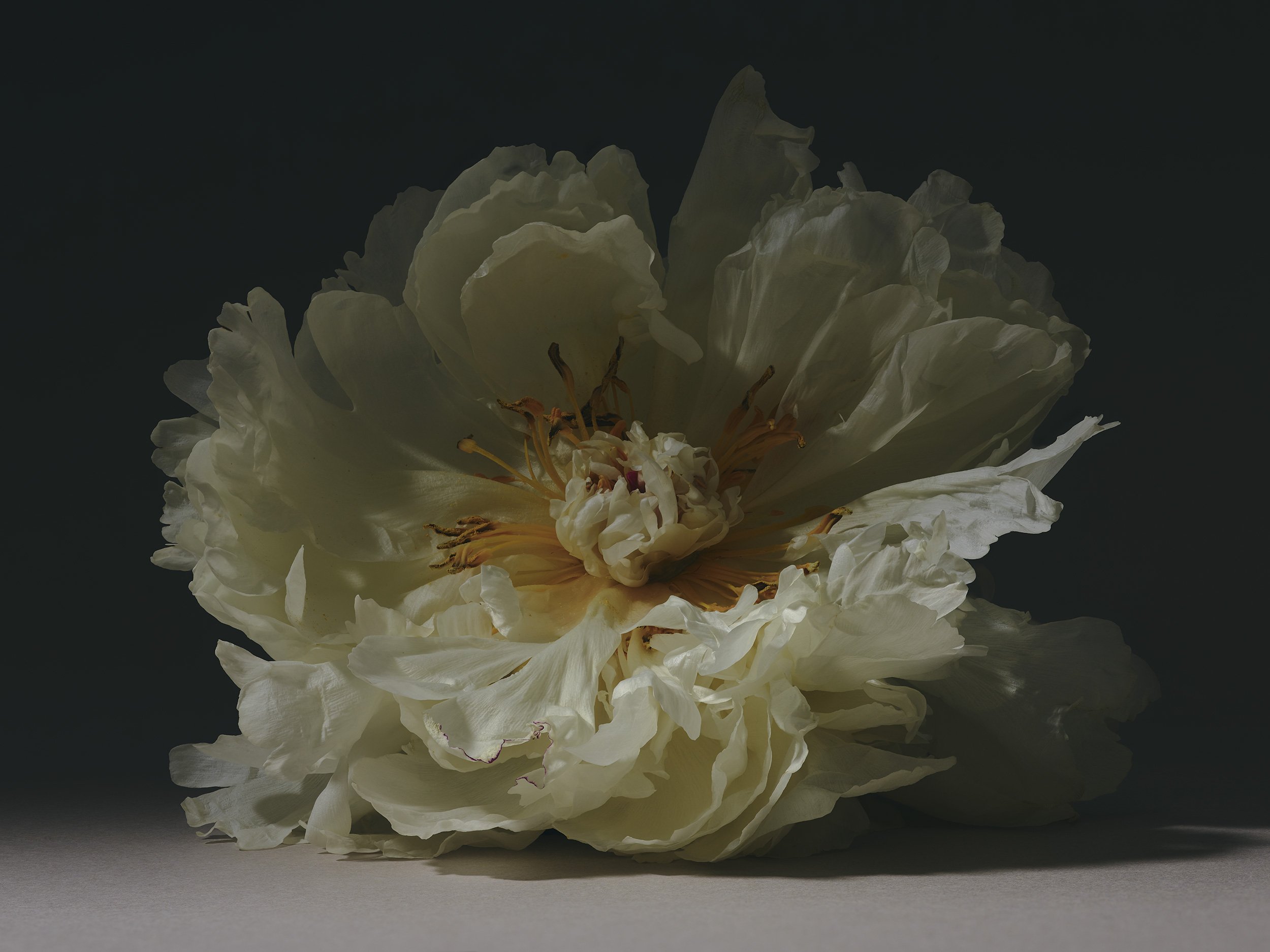 PEONY