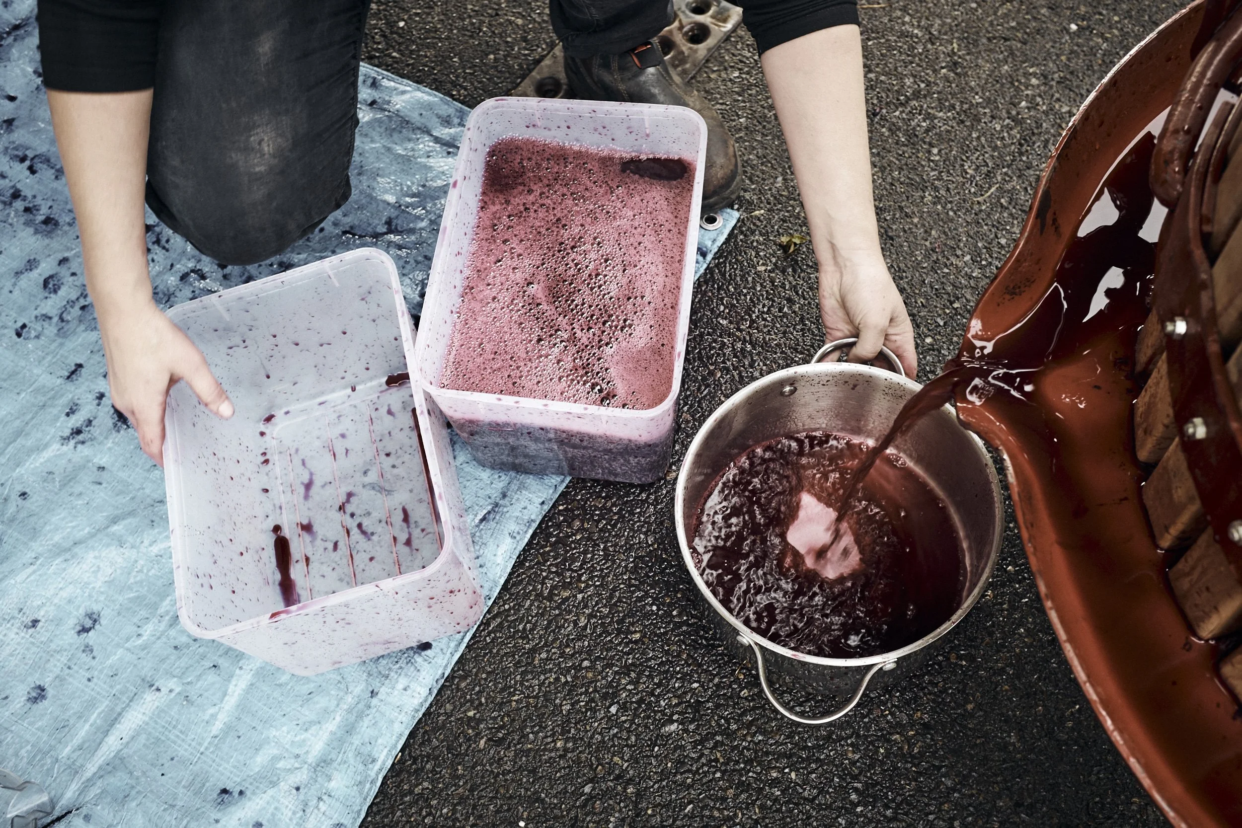 ISAMU-SAWA-ISP150417_Kooks-Wines_Harvest_2175.jpg