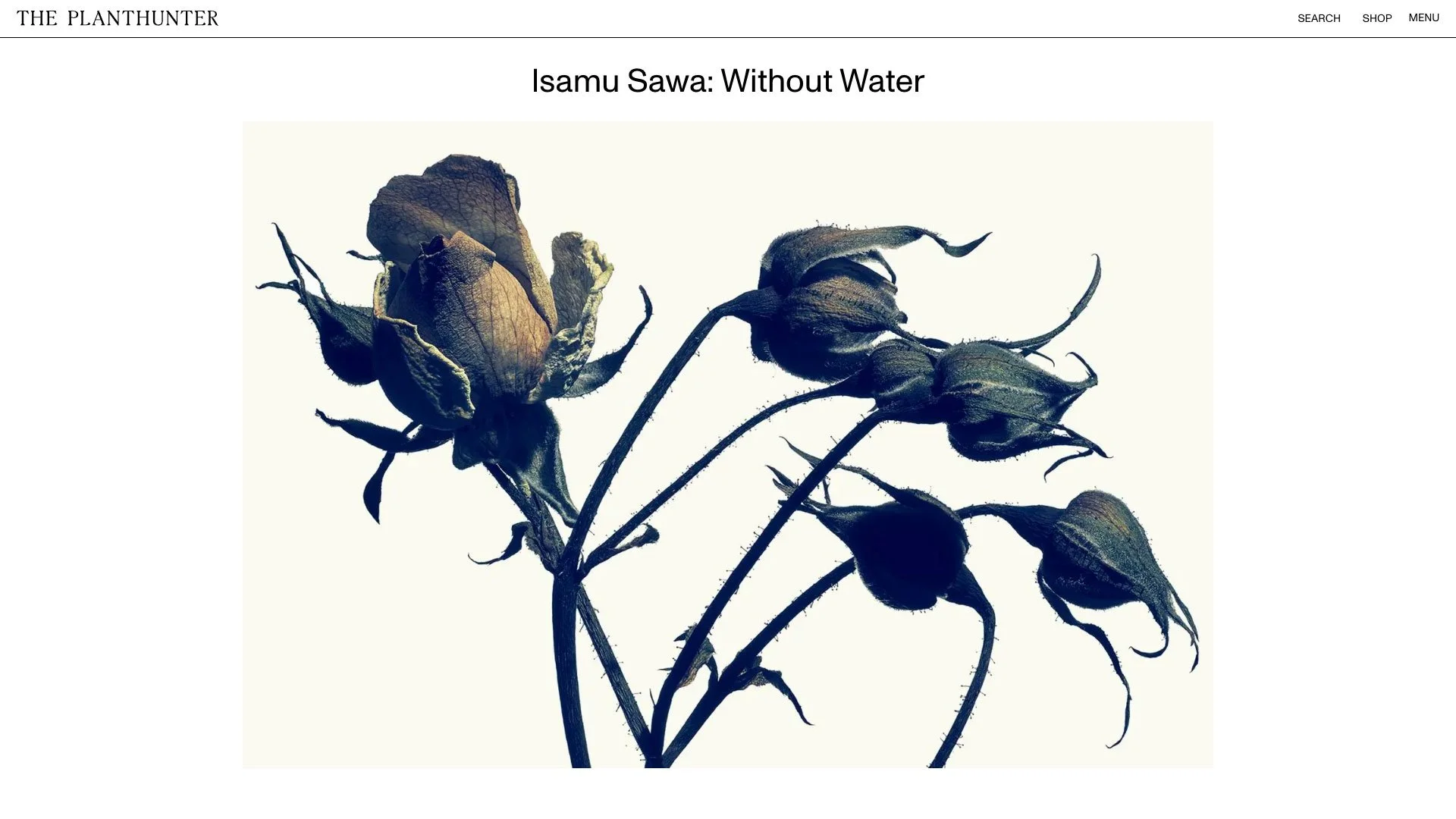 FEATURE | WITHOUT WATER | WONDERLAND