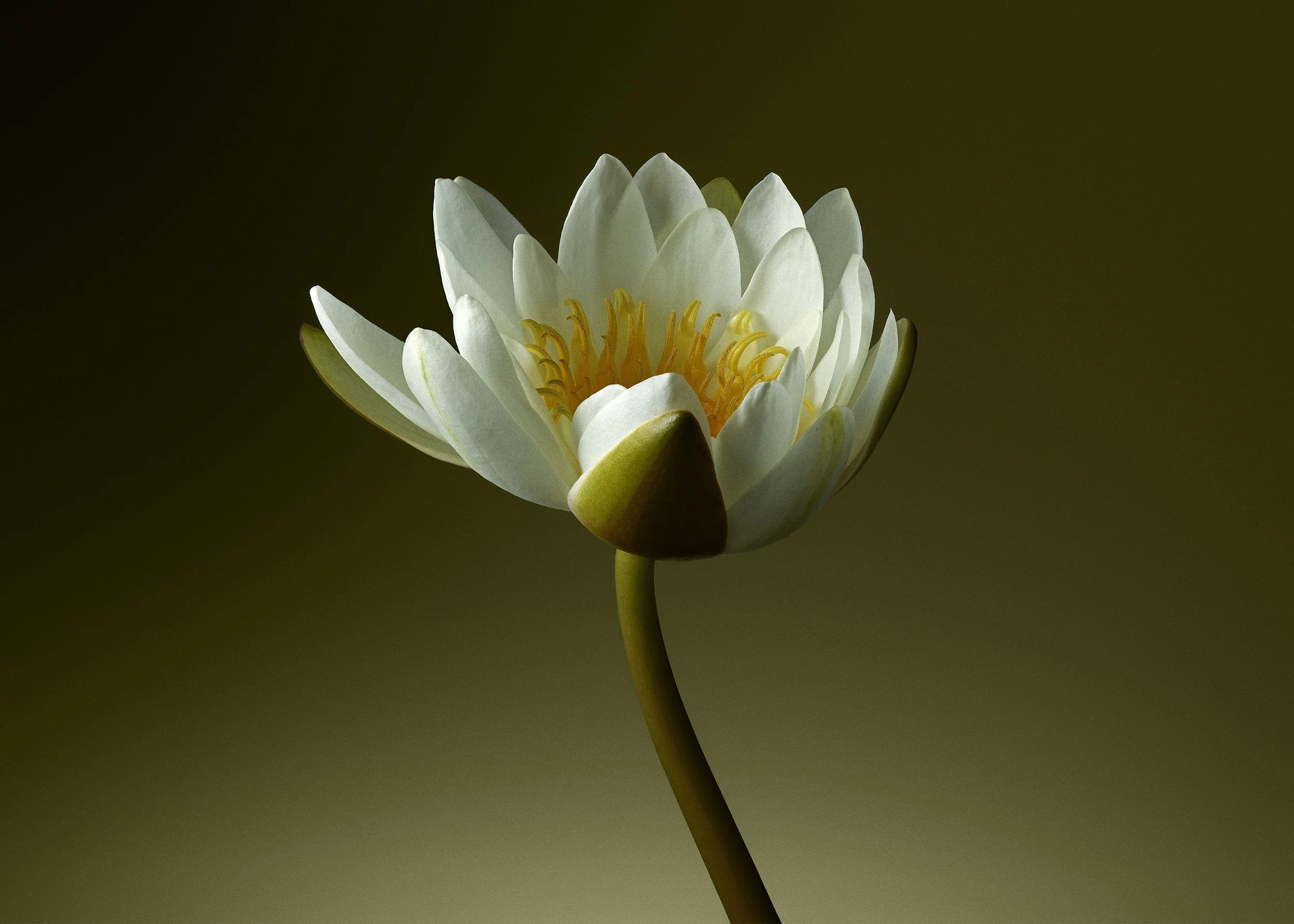 ISAMU-SAWA-Stellar-Fertility-Water-Lilly.jpg