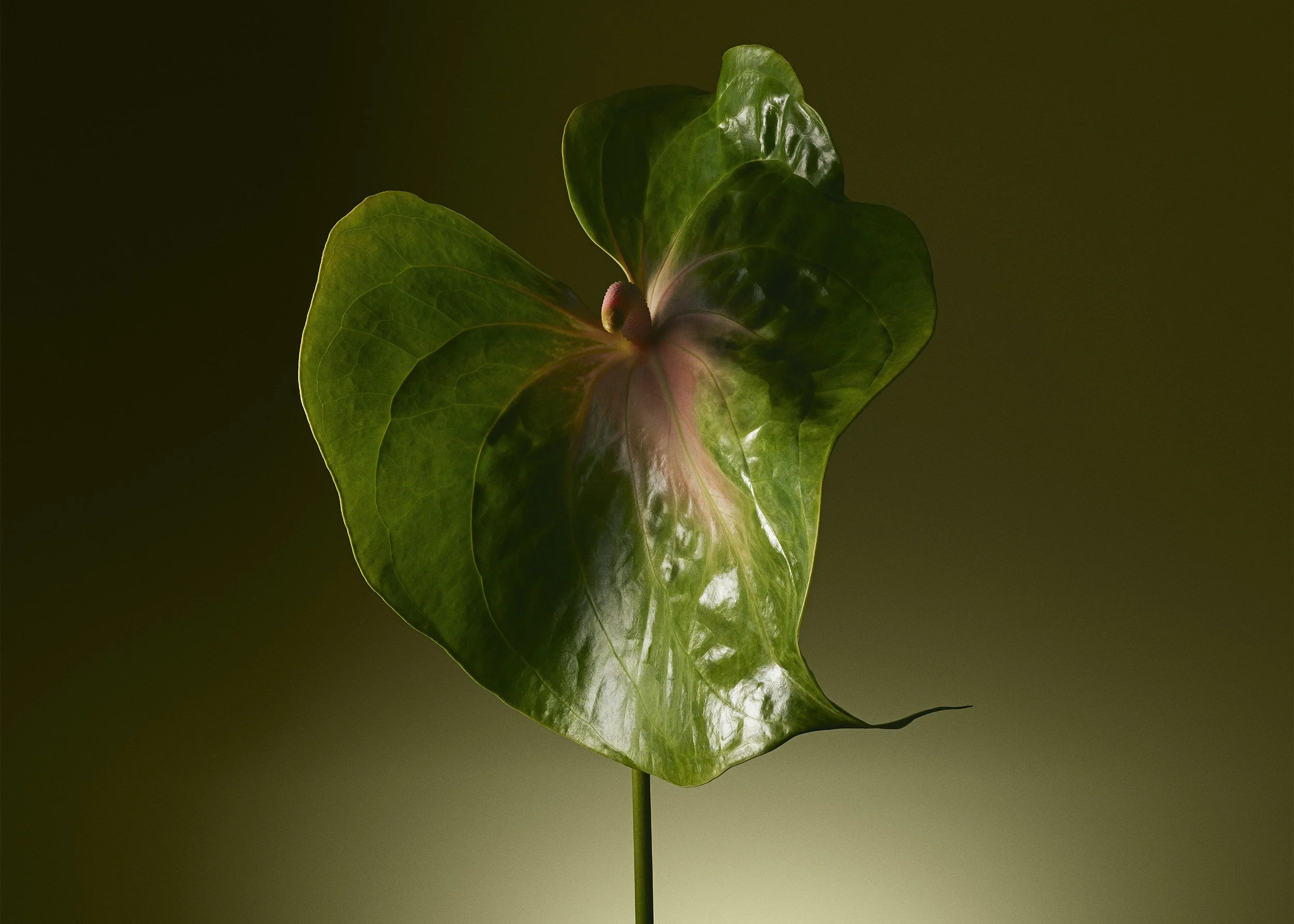 ISAMU-SAWA-Stellar-Fertility-Anthurium.jpg