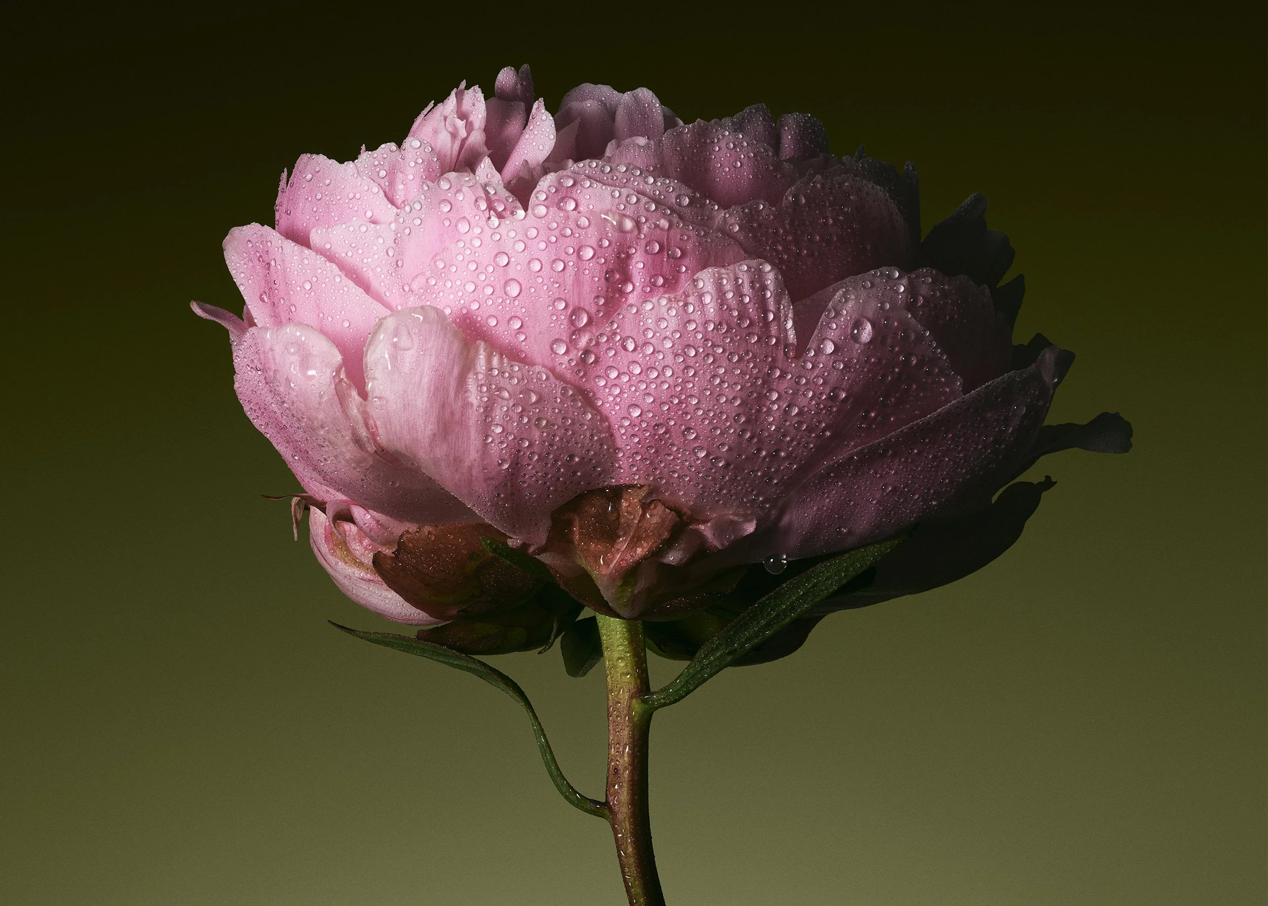 ISAMU-SAWA-Stellar-Fertility-Peony.jpg
