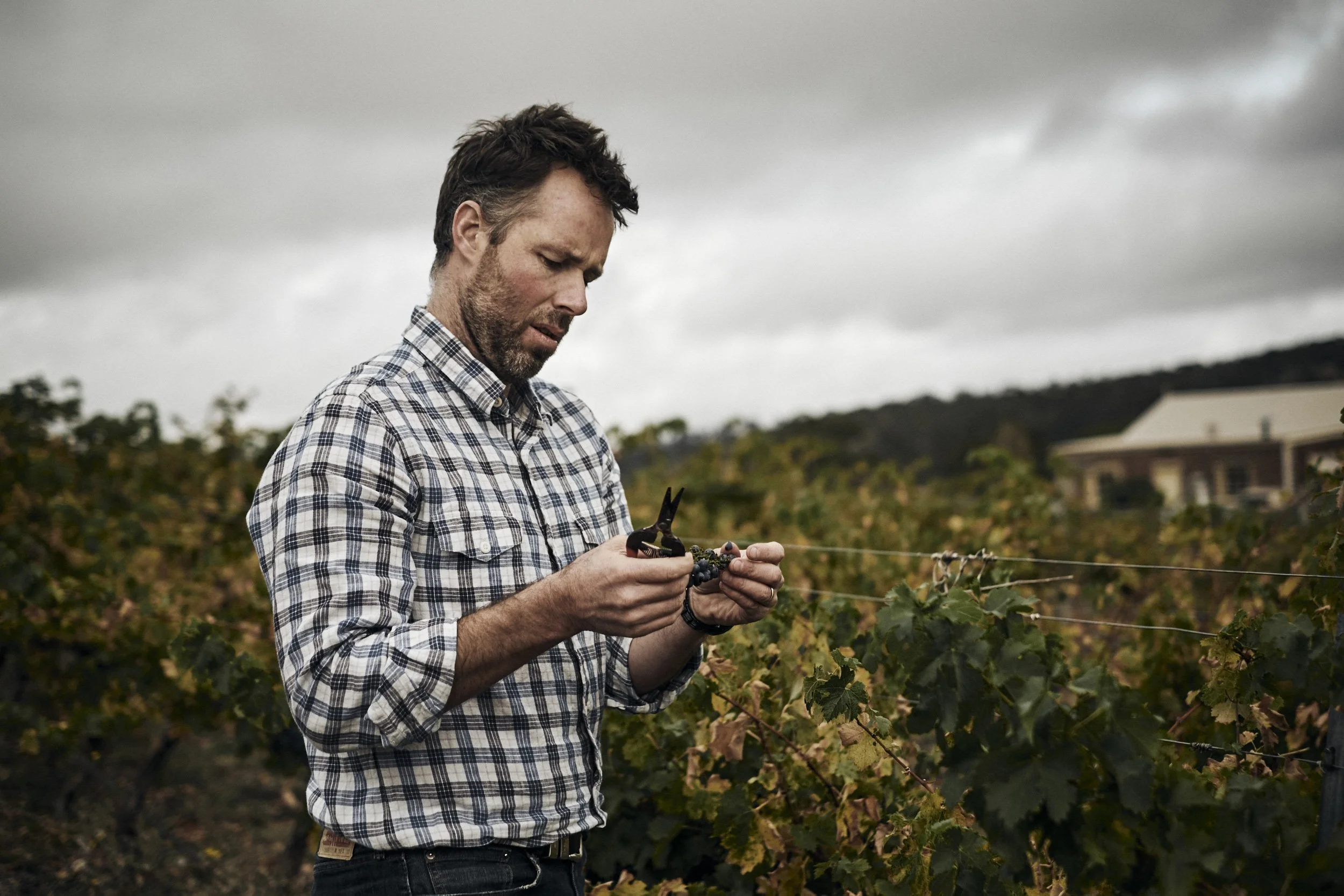 ISAMU-SAWA-ISP150407_Kooks-Wines_Harvest_355.jpg