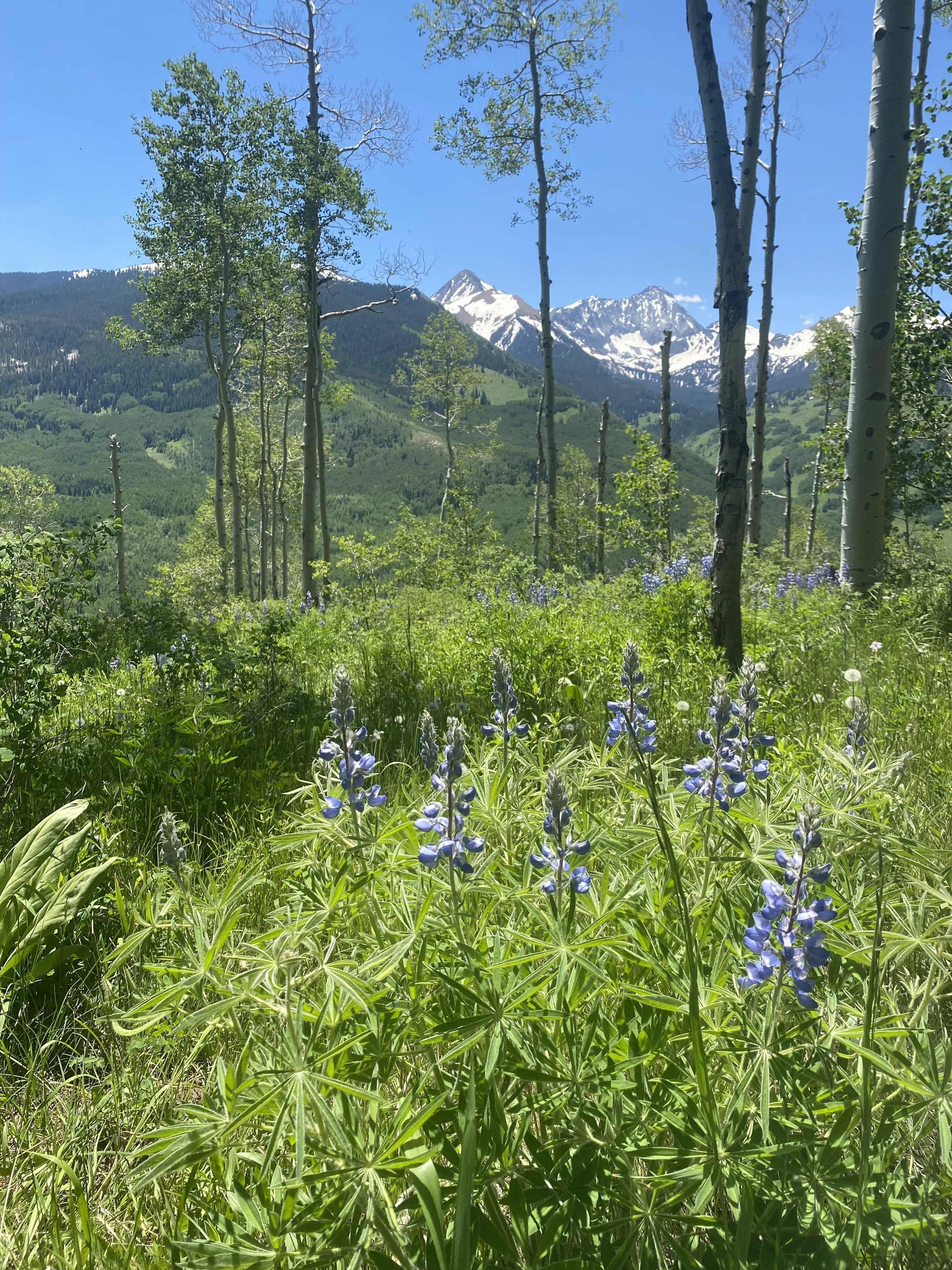 Aspen Summer Travel Guide