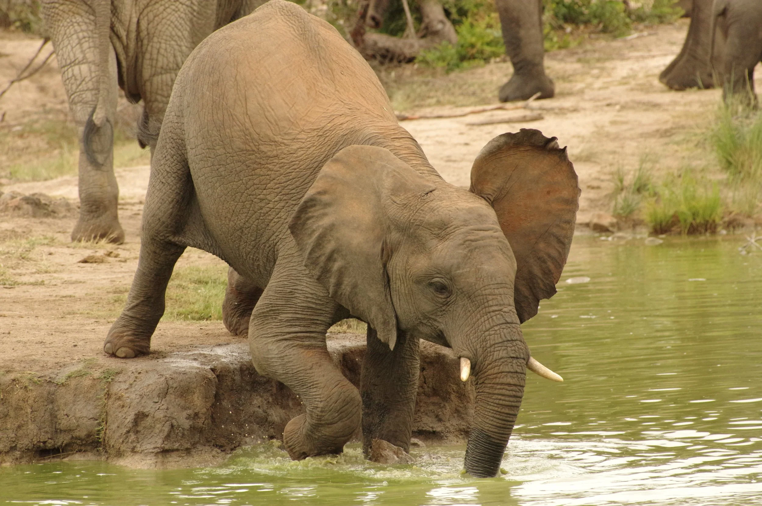 baby elephant on safari in dulini lodge in south africa