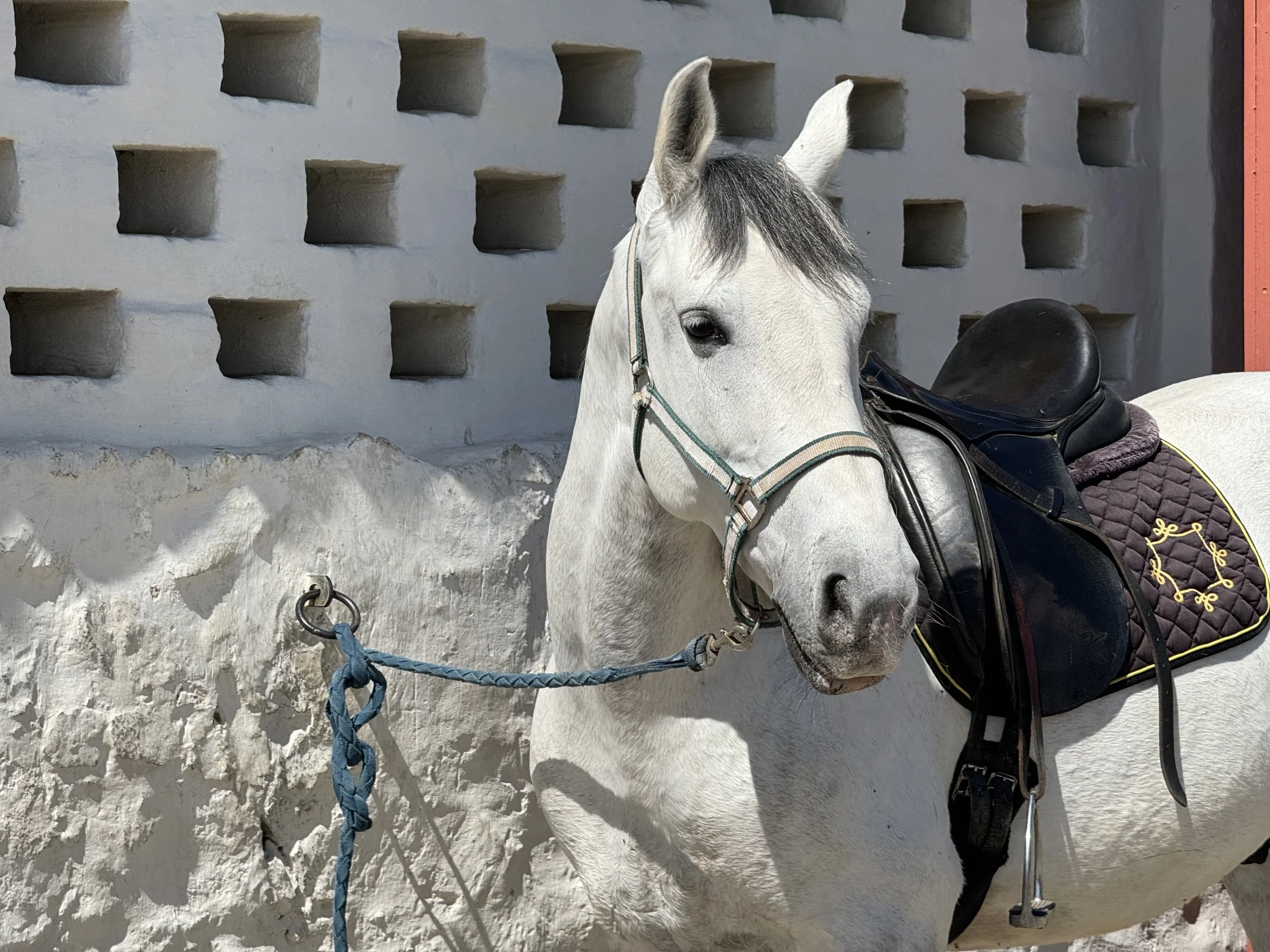horse at sao lourenco do barrocal in portugal