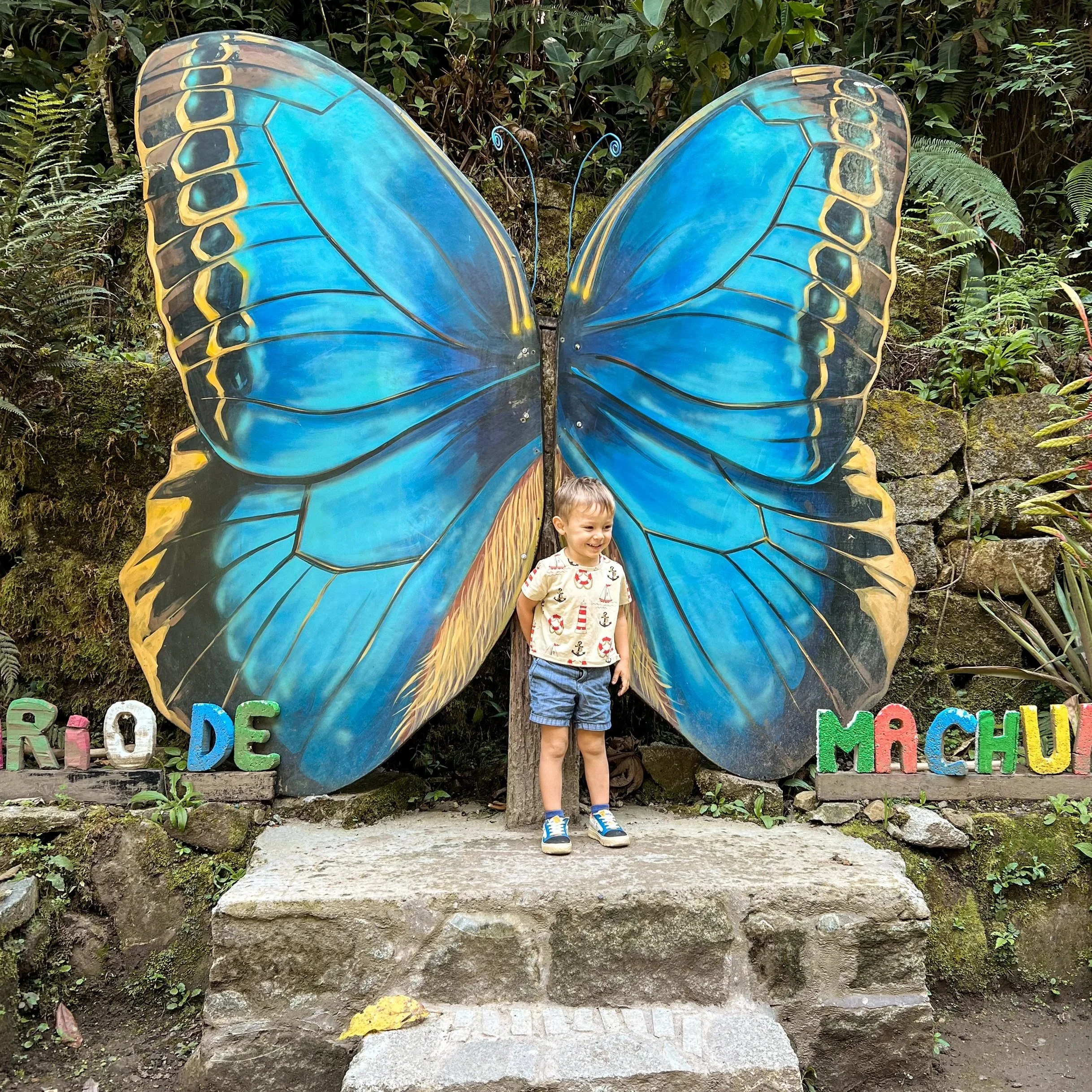butterfly at maccu picchy peru