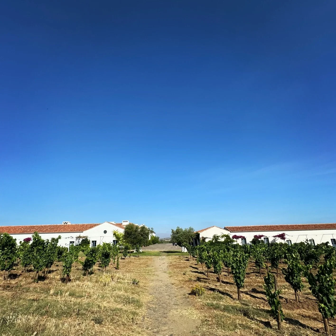 vineyard at sao lourenco do barrocal in portugal