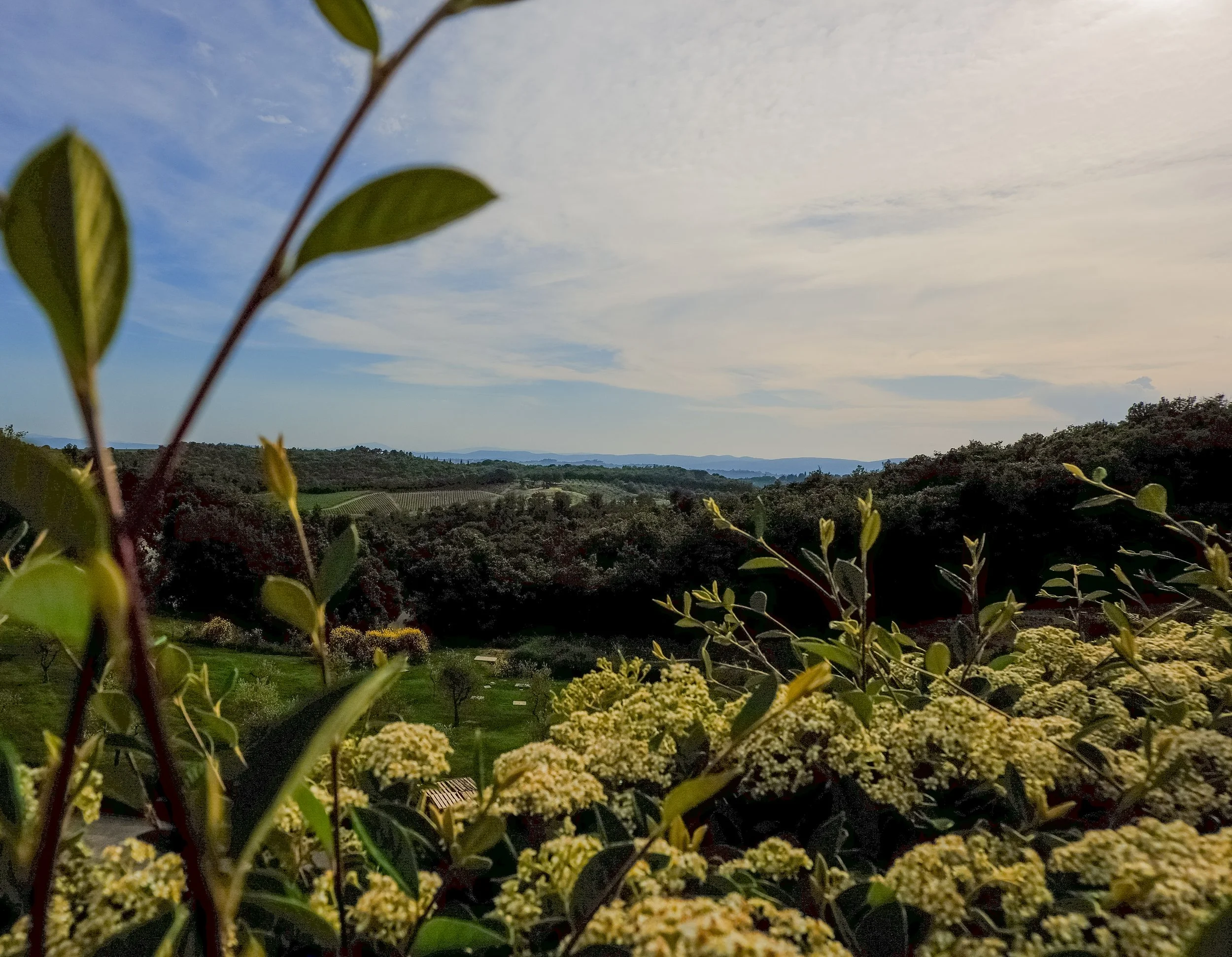vineyard at the club house in tuscany