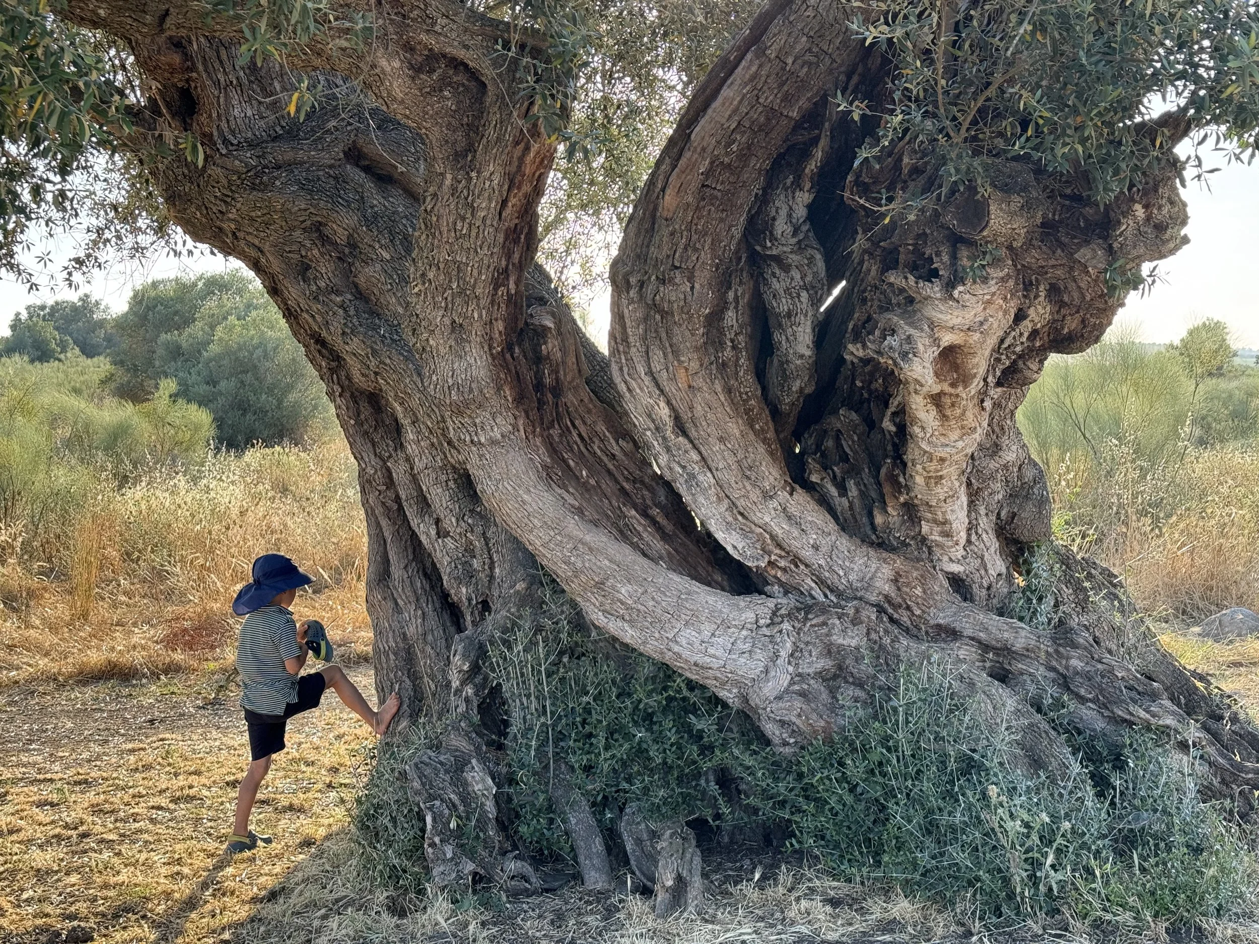 kid playing on tree in sao lourenco do barrocal in portugal