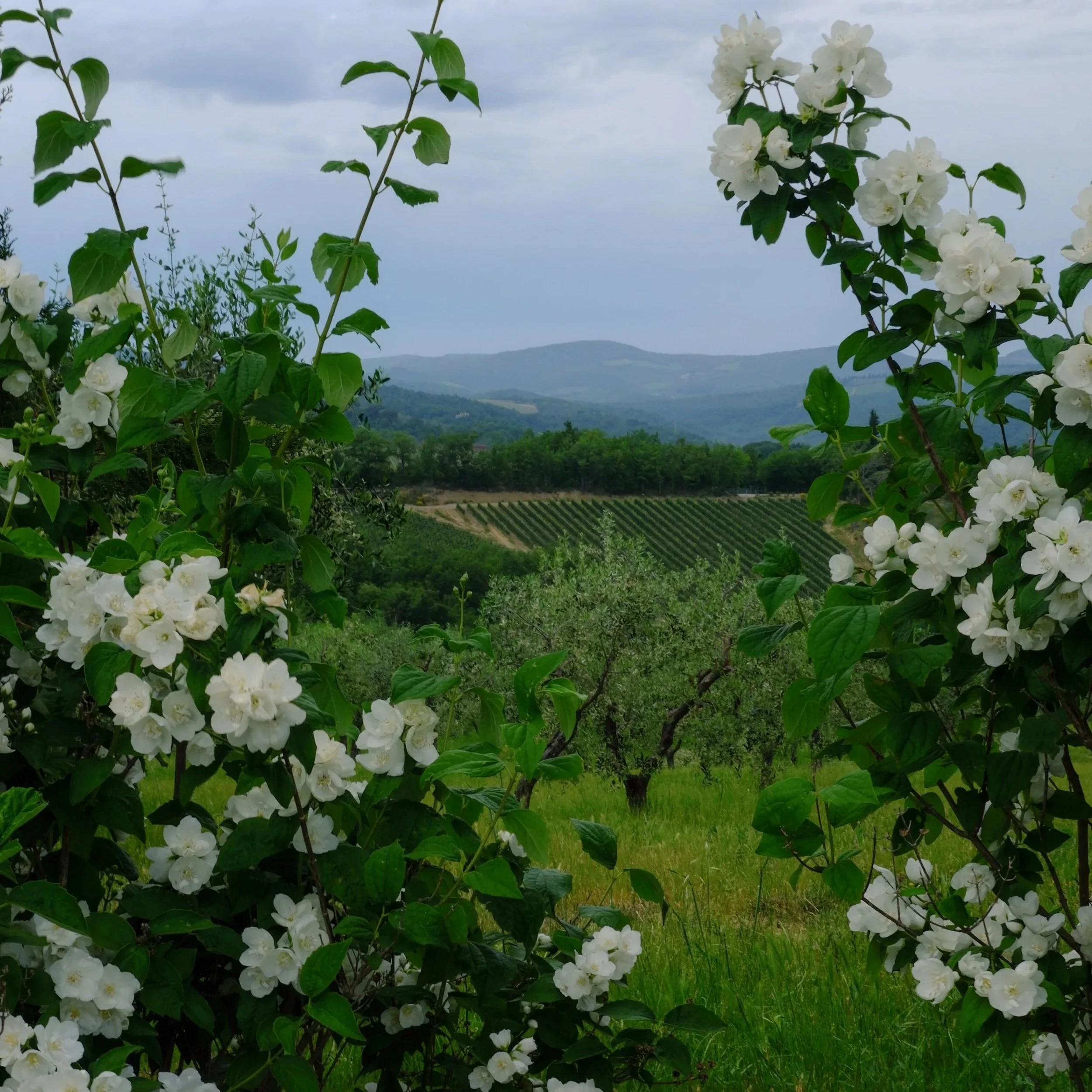 wine tasting in tuscany intaly for Chianti Classico