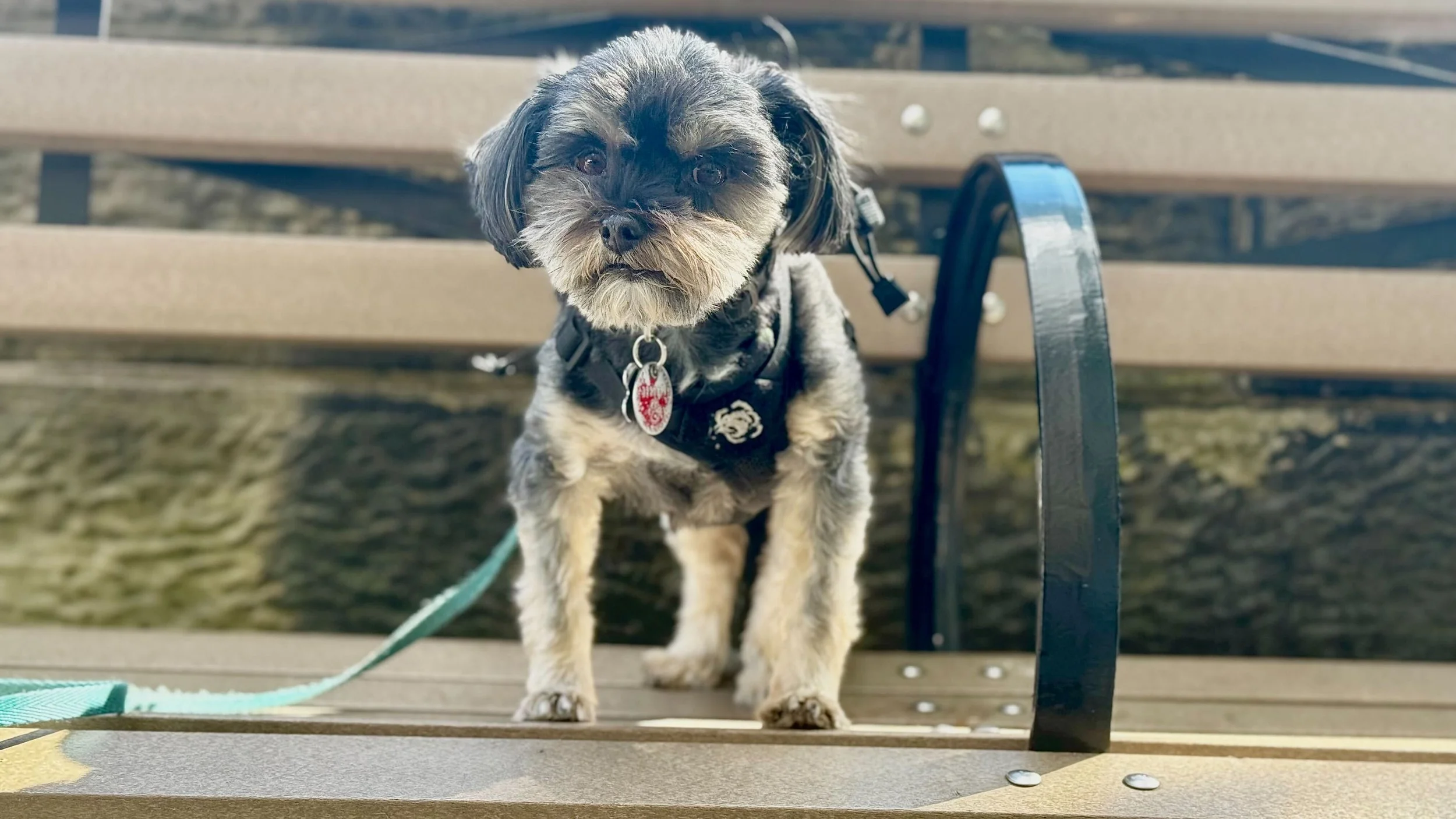 Apollo the Shihpoo