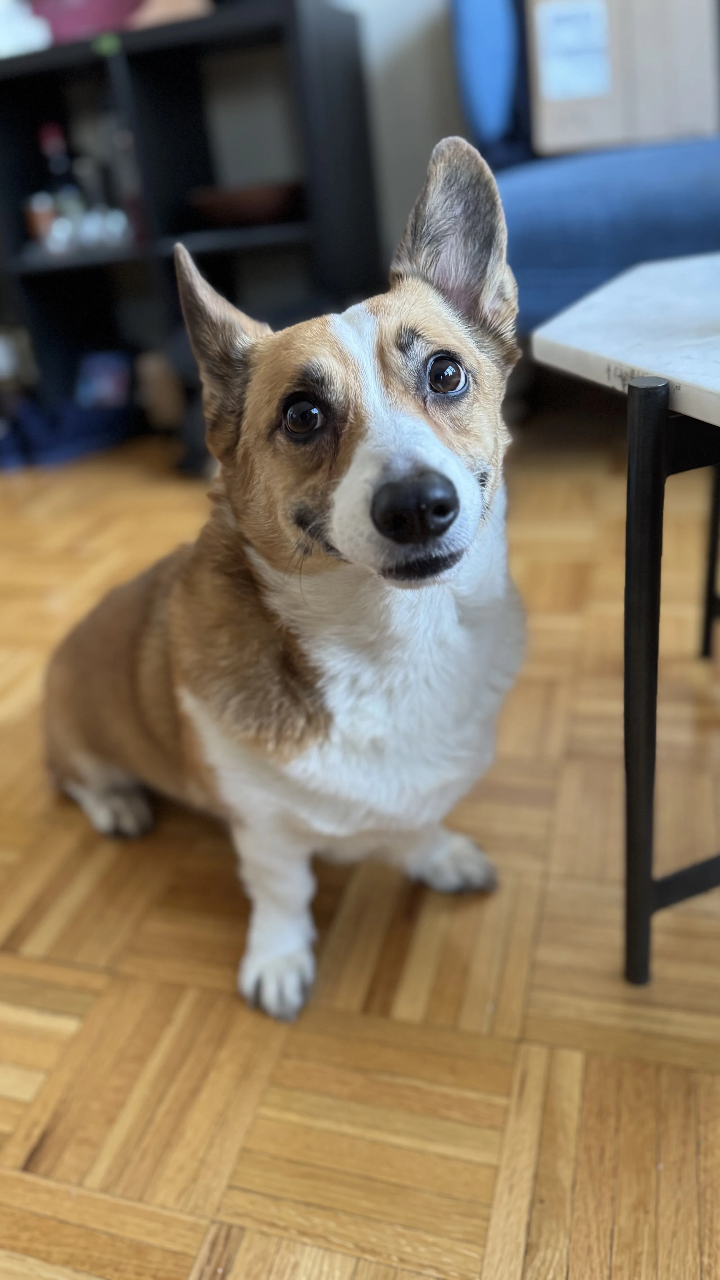 Honey the Corgi