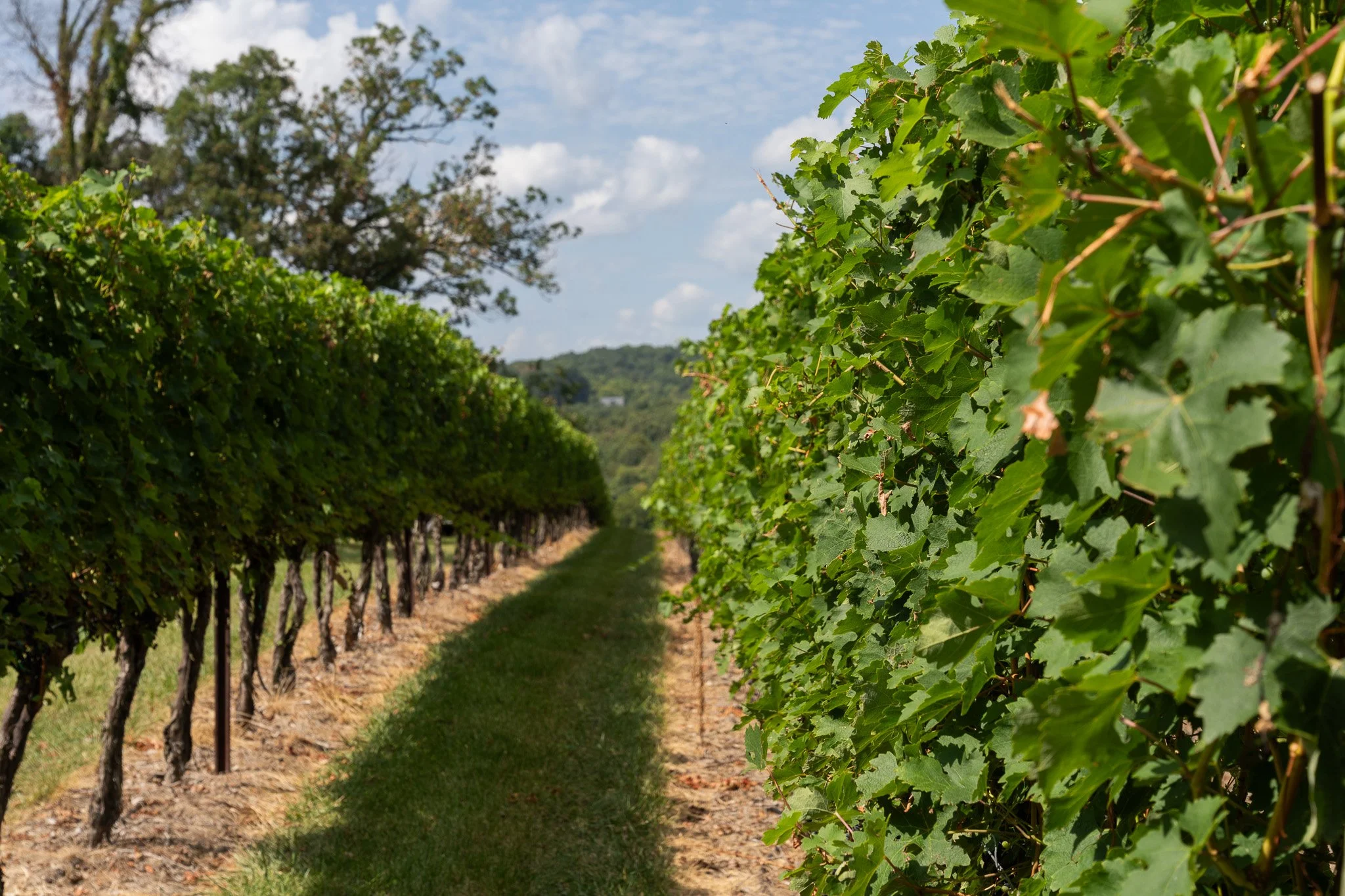 Gorgeous row of grape vines at Cave Ridge Winery.