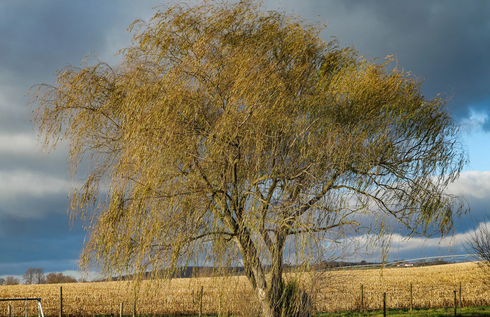 L1041118.jpg