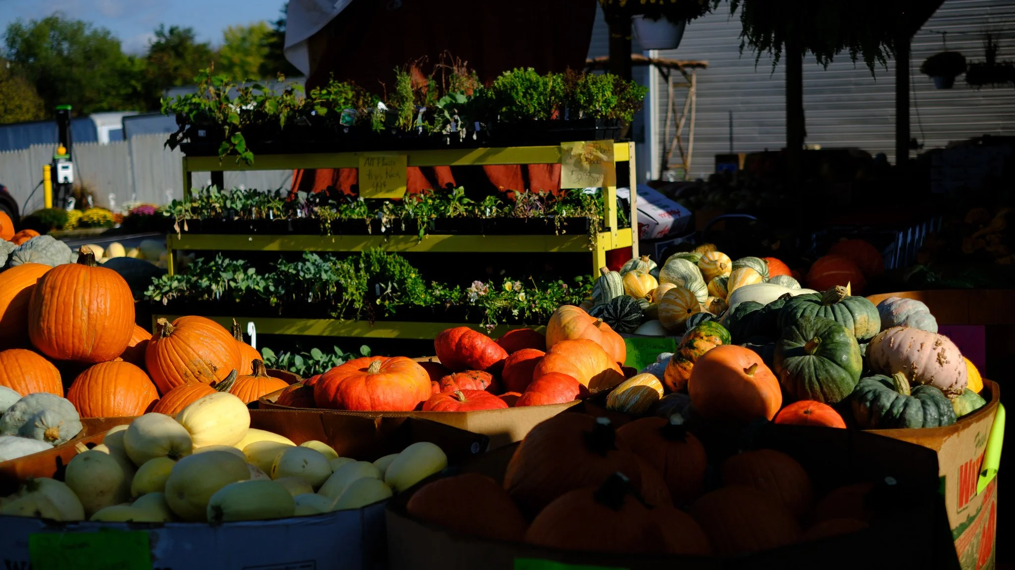 Jon Henry General Store in New Market, VA always has an abundant supply of seasonal fruits, vegetables and plants.