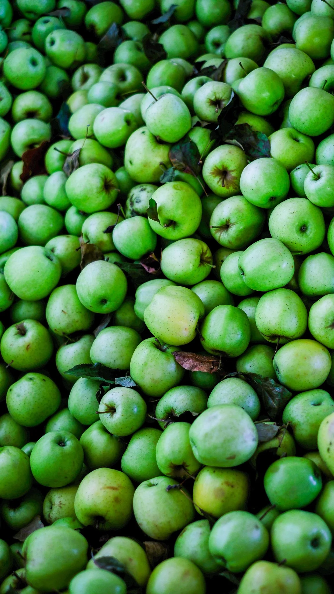 Freshly picked apples at Showalter's Orchard in Timberville, VA. 