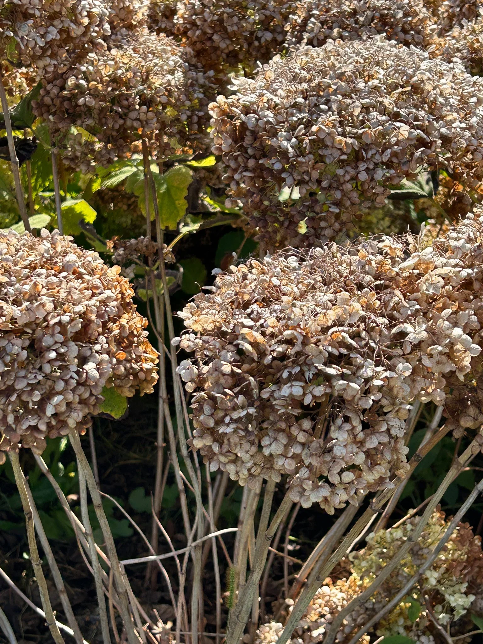 A beautiful bunch of dried hydrangea at Showalter's Orchard in Timberville, VA.