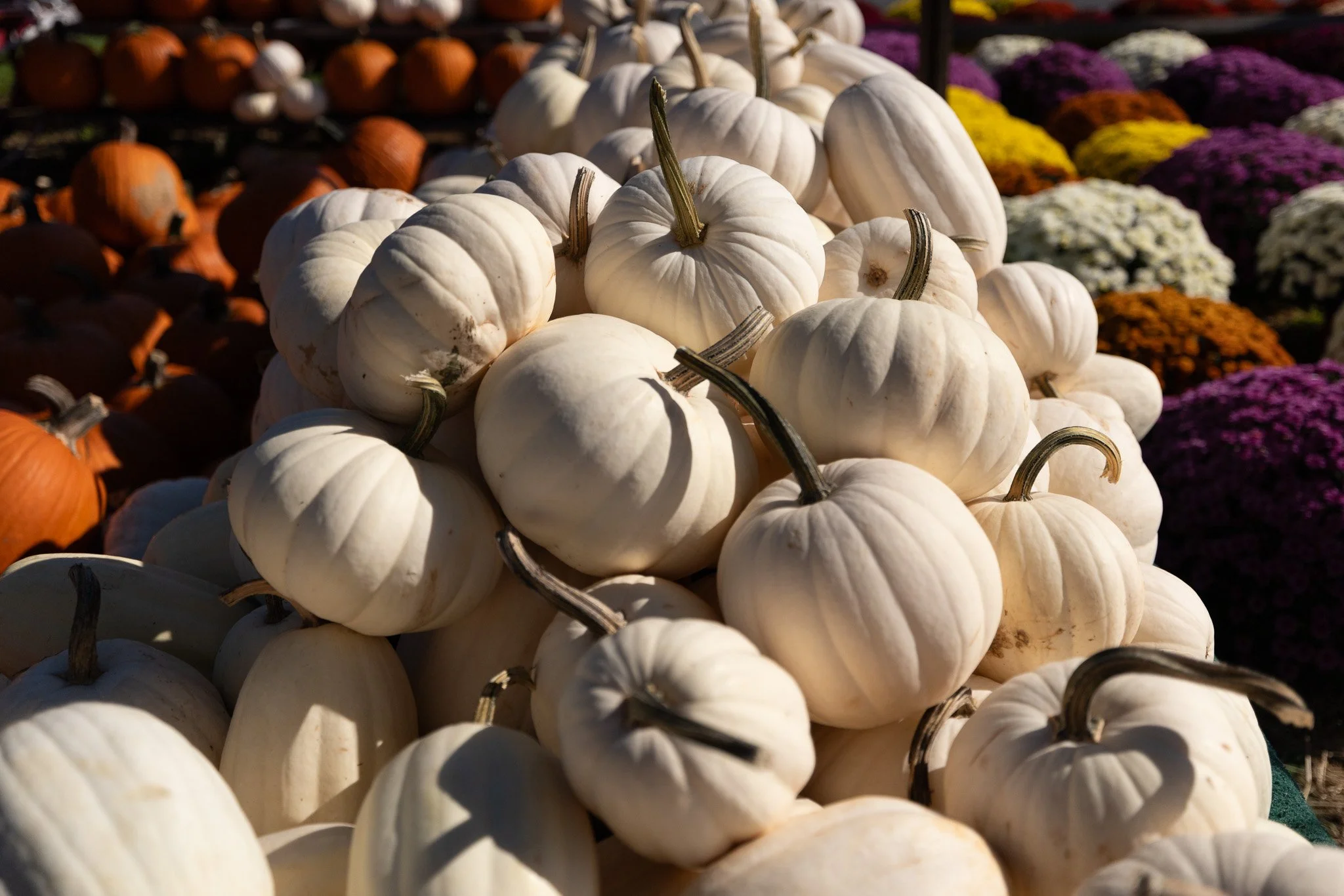 Virginia Farmer's Market pumpkins,