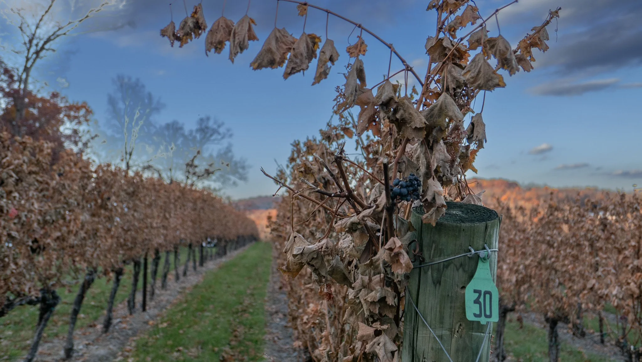 A look down the rows of grapes, still beautiful even in the fall. Cave Ridge Vineyard, Conicville, VA.