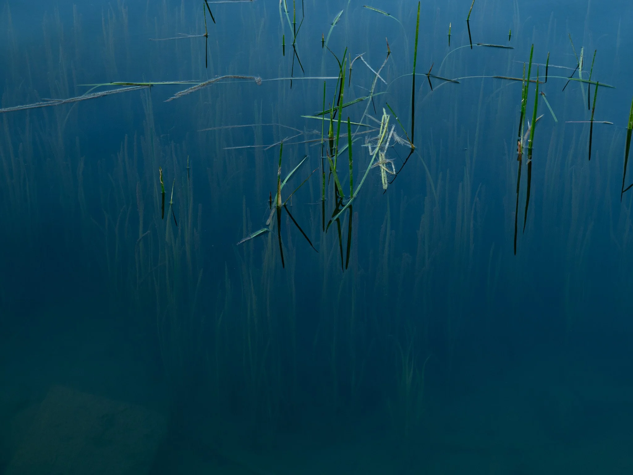 Love the shadow effect of the grass growing in the pond at Shenandoah University.