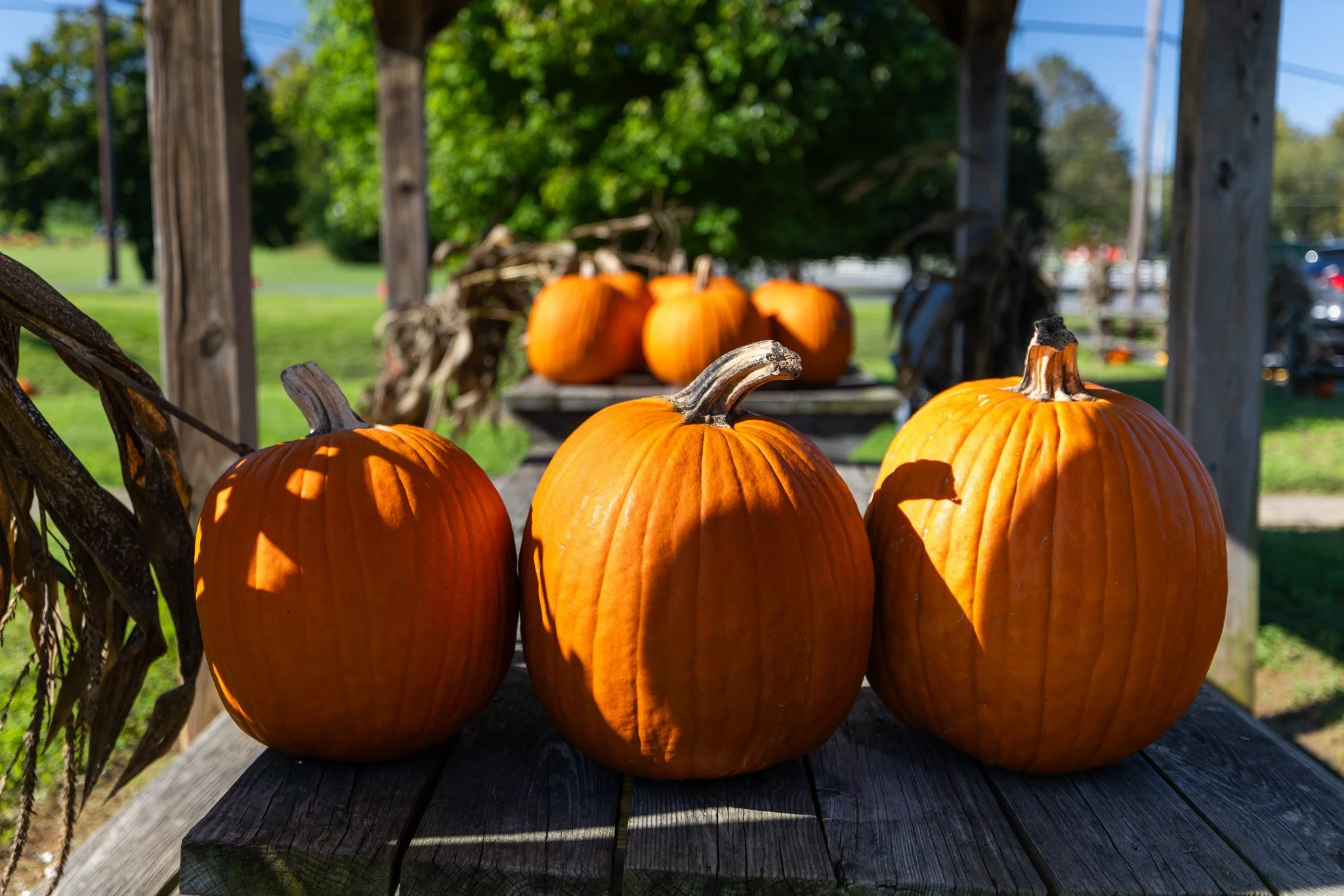 Virginia Farmer's Market pumpkins in a row.