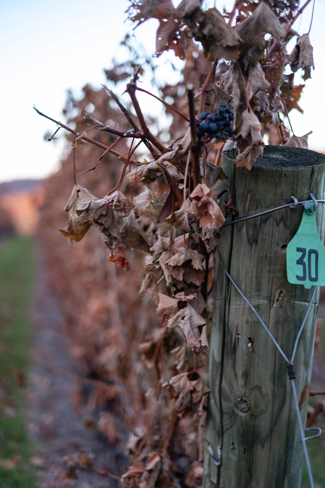 A few grapes remain on the vines at Cave Ridge Winery.