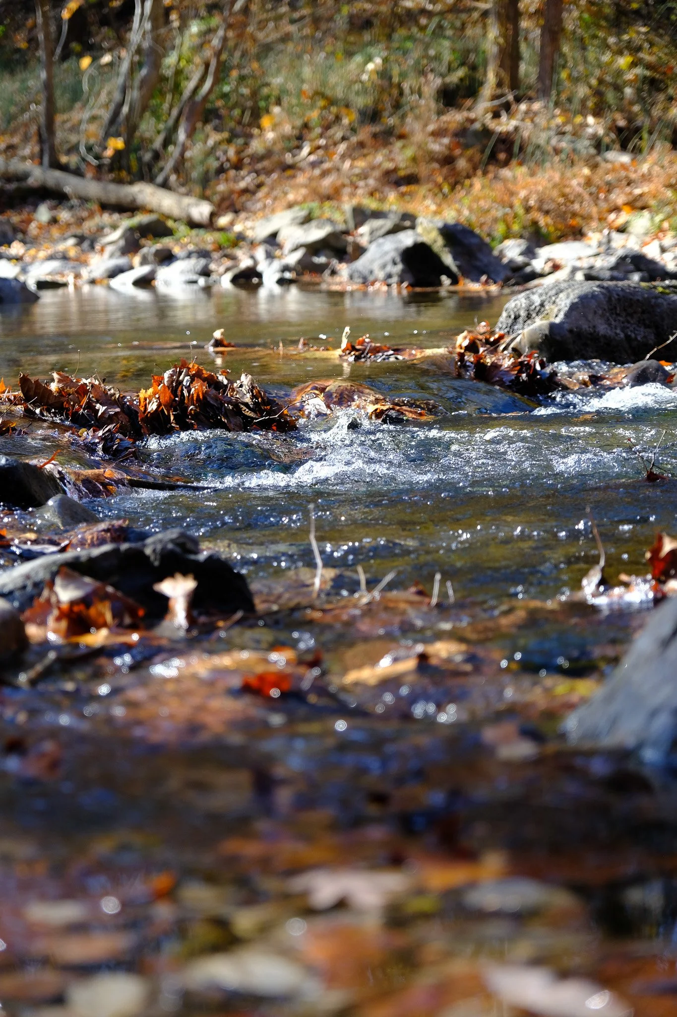"The Guy" stepped into the Shenandoah River at the covered bridge at Meem's Bottom. 