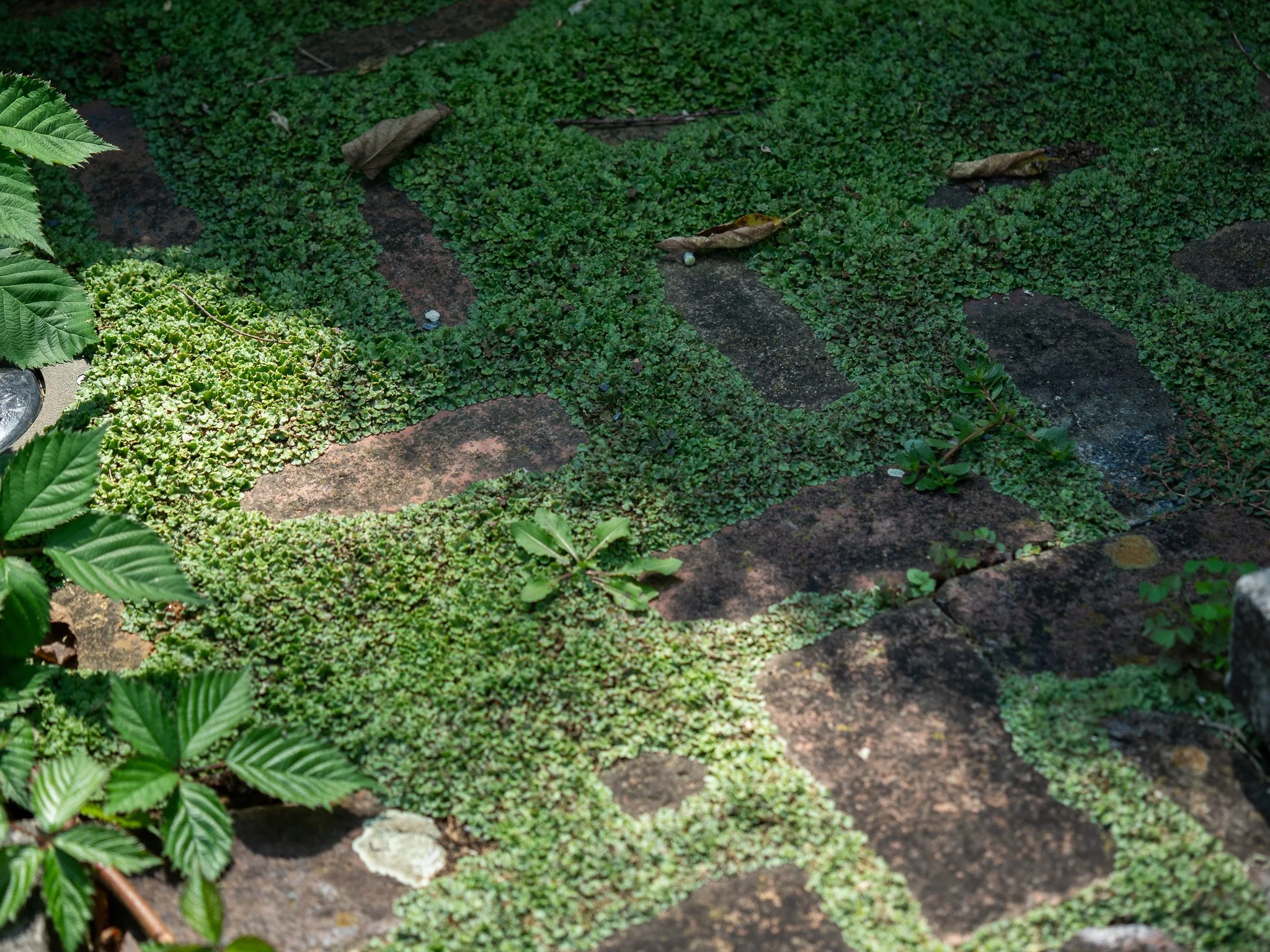 Cool grass pathway at the Museum of the Shenandoah Valley. 