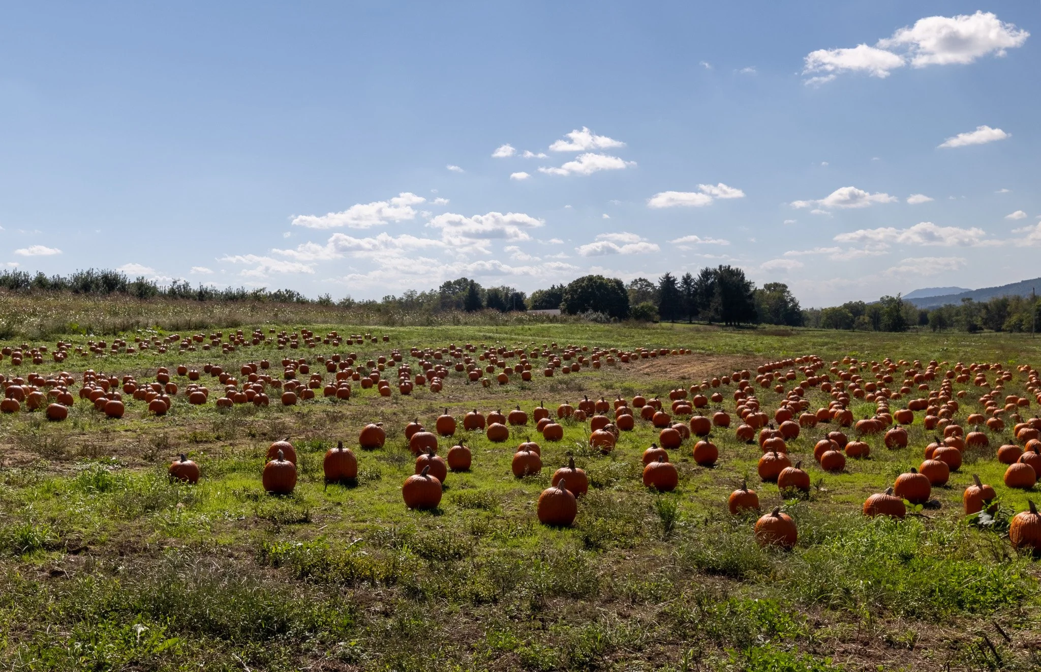 Pumpkin patch near Winchester, VA.