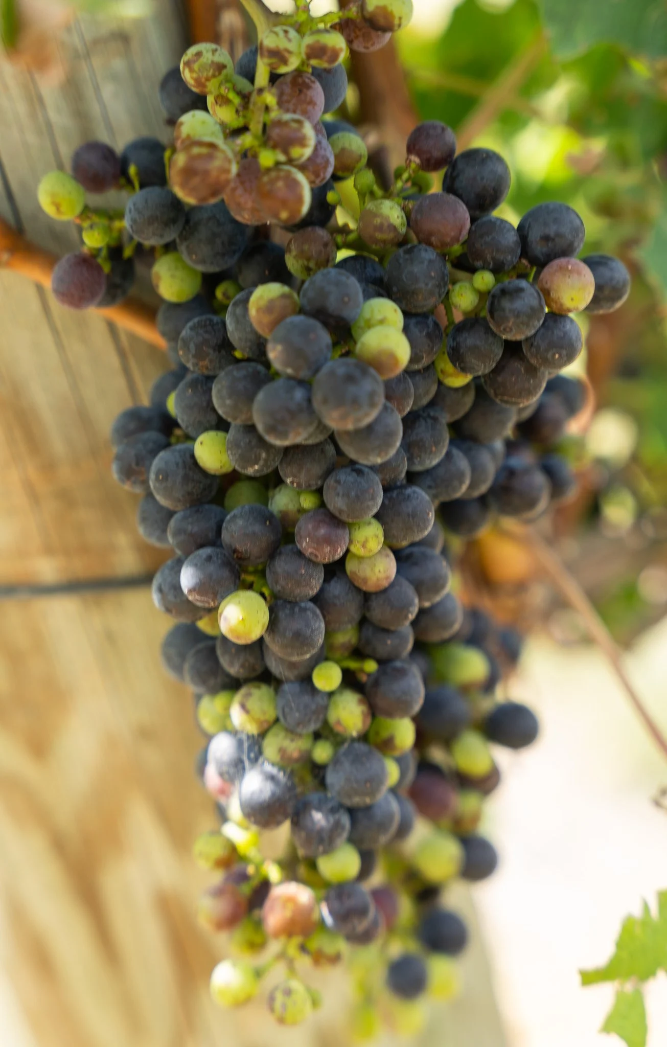 Grapes waiting to be made into wine at Cave Ridge.